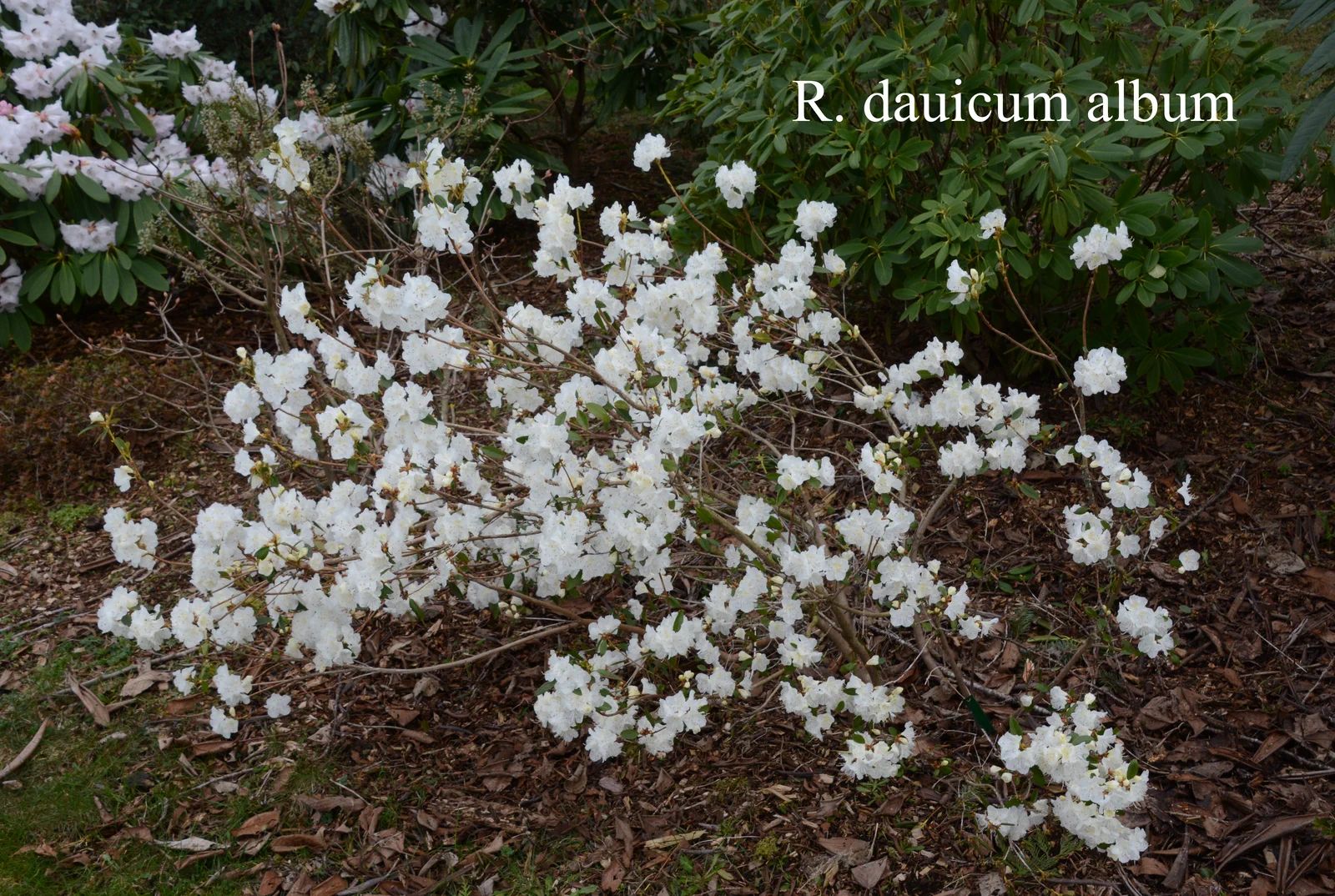 R. dauricum photo of R. dauricum. Location: Fearing's Farm Nursery, Abbotsford, BC, Canada. Photo by: Harold Fearing