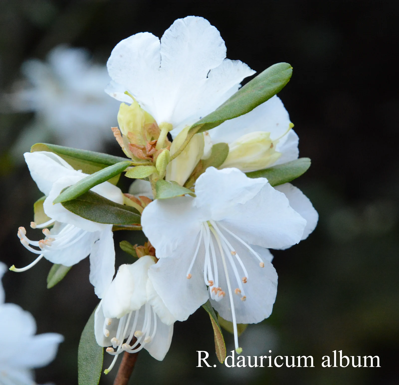 R. dauricum photo of R. dauricum. Location: Fearing's Farm Nursery, Abbotsford, BC, Canada. Photo by: Harold Fearing