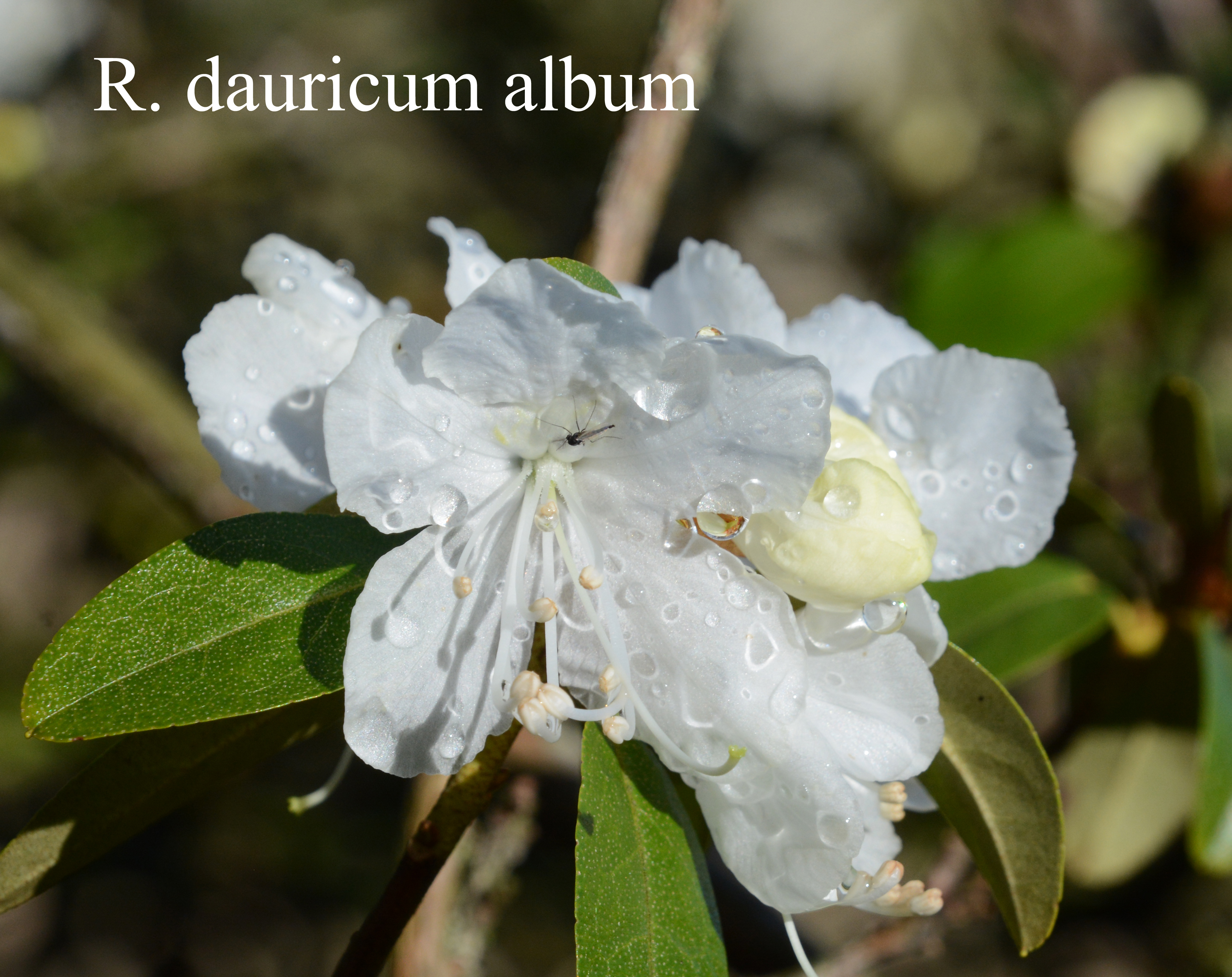 Rhododendron dauricum photo