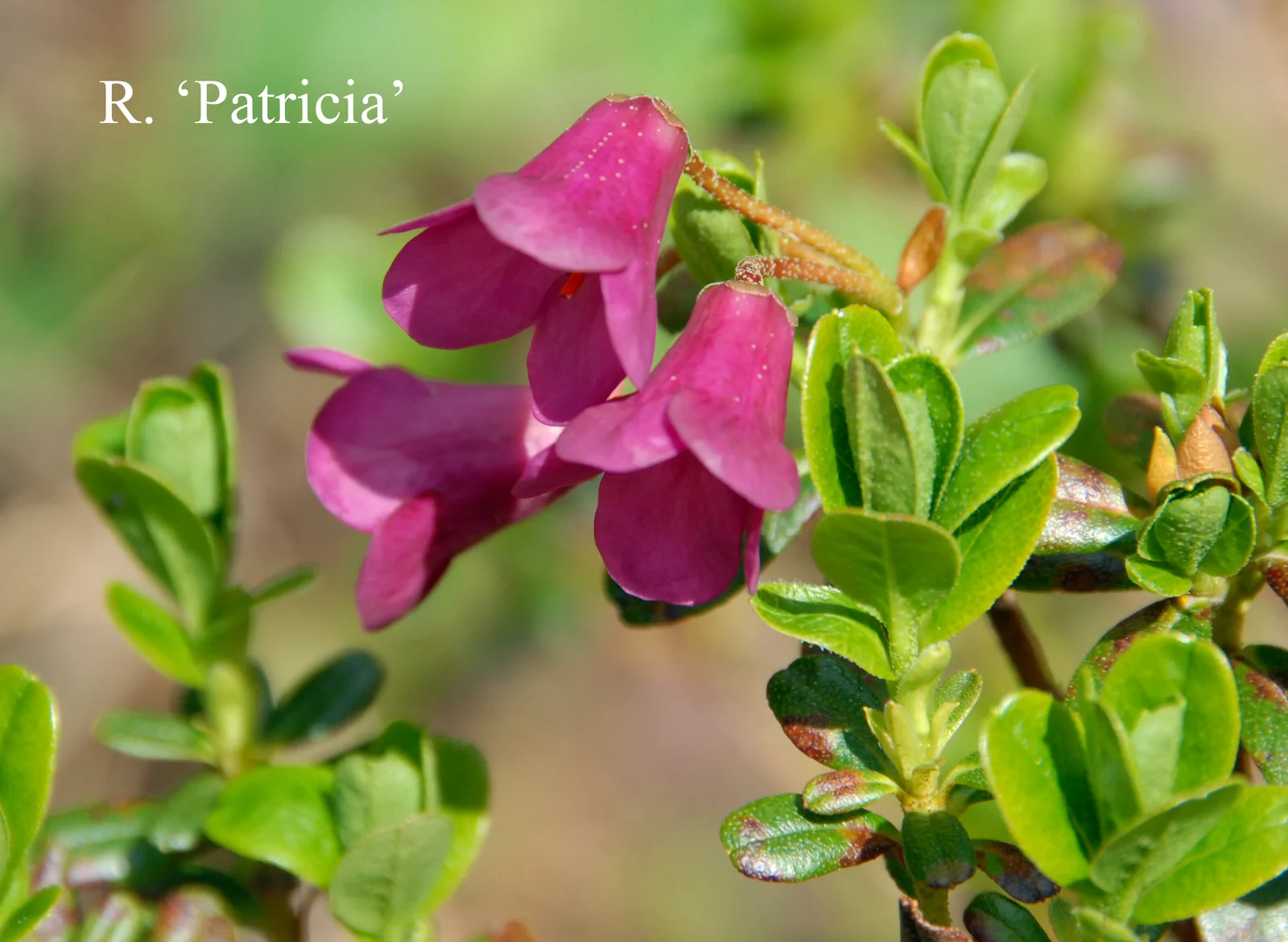 R. 'Patricia' photo of R. 'Patricia'. Location: Fearing's Farm Nursery, Abbotsford, BC, Canada. Photo by: Harold Fearing