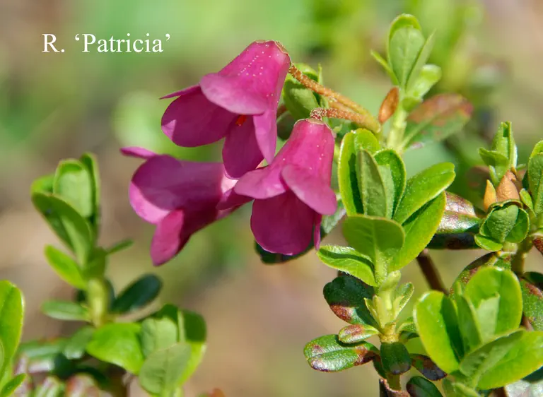 Photo of R. 'Patricia', Rhododendron Hybrid
