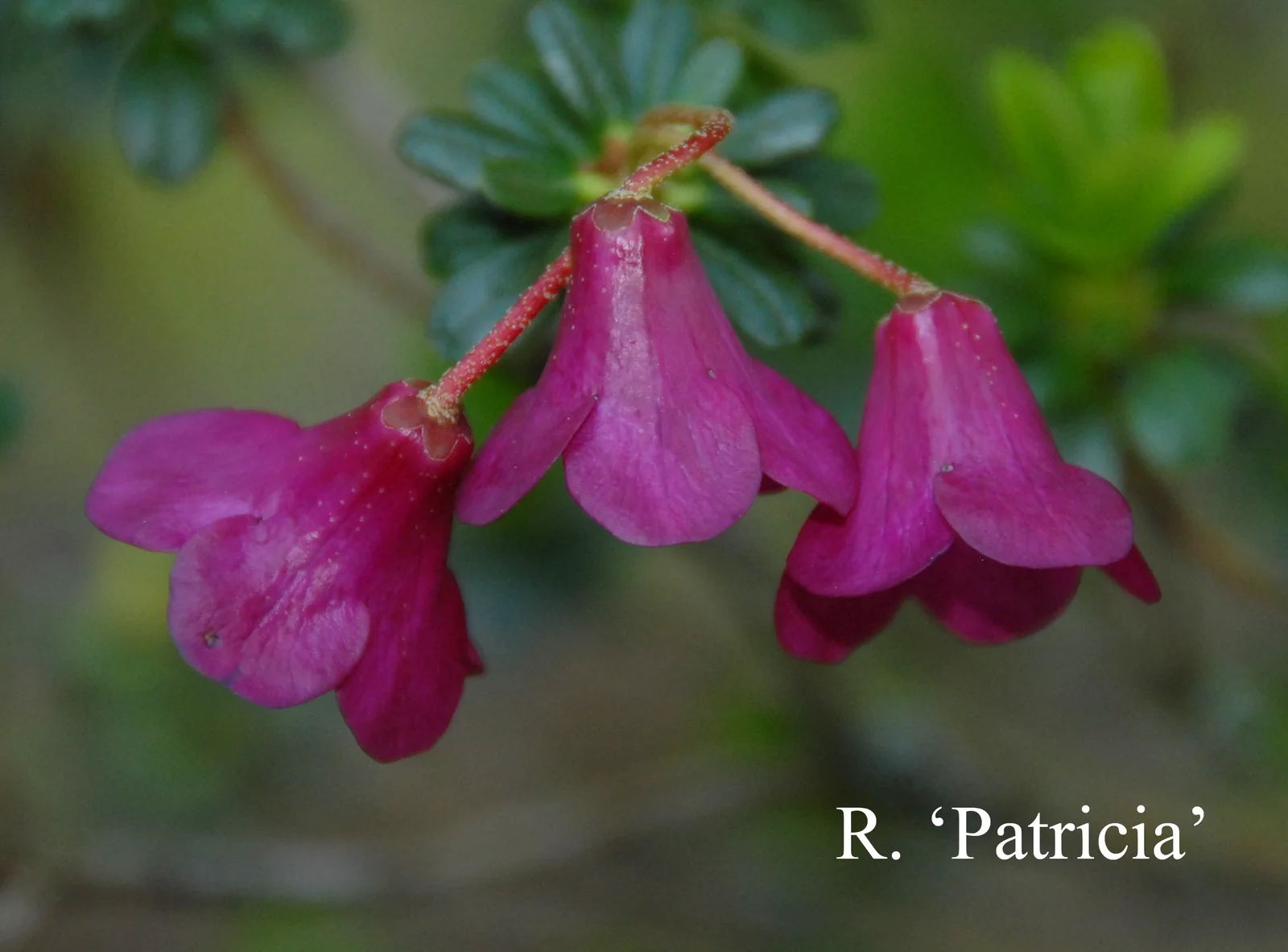 R. 'Patricia' photo of R. 'Patricia'. Location: Fearing's Farm Nursery, Abbotsford, BC, Canada. Photo by: Harold Fearing
