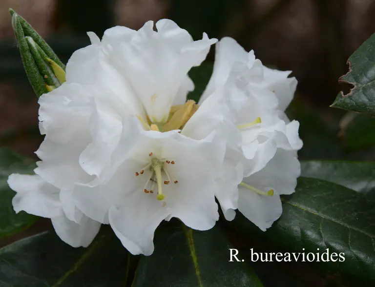 Photo of R. bureavioides, Species