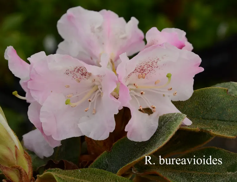 Photo of R. bureavioides, Species