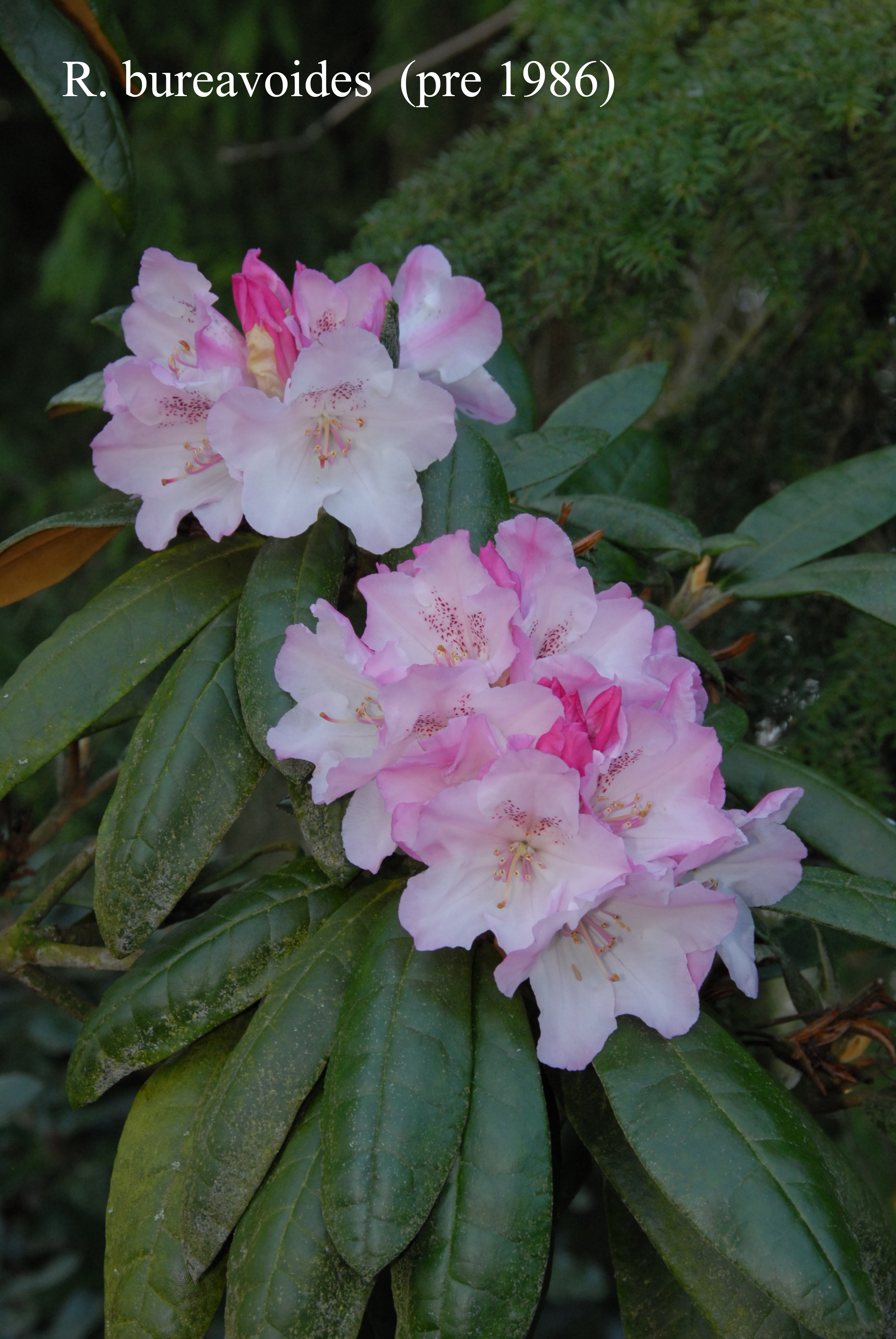 Rhododendron bureavioides photo