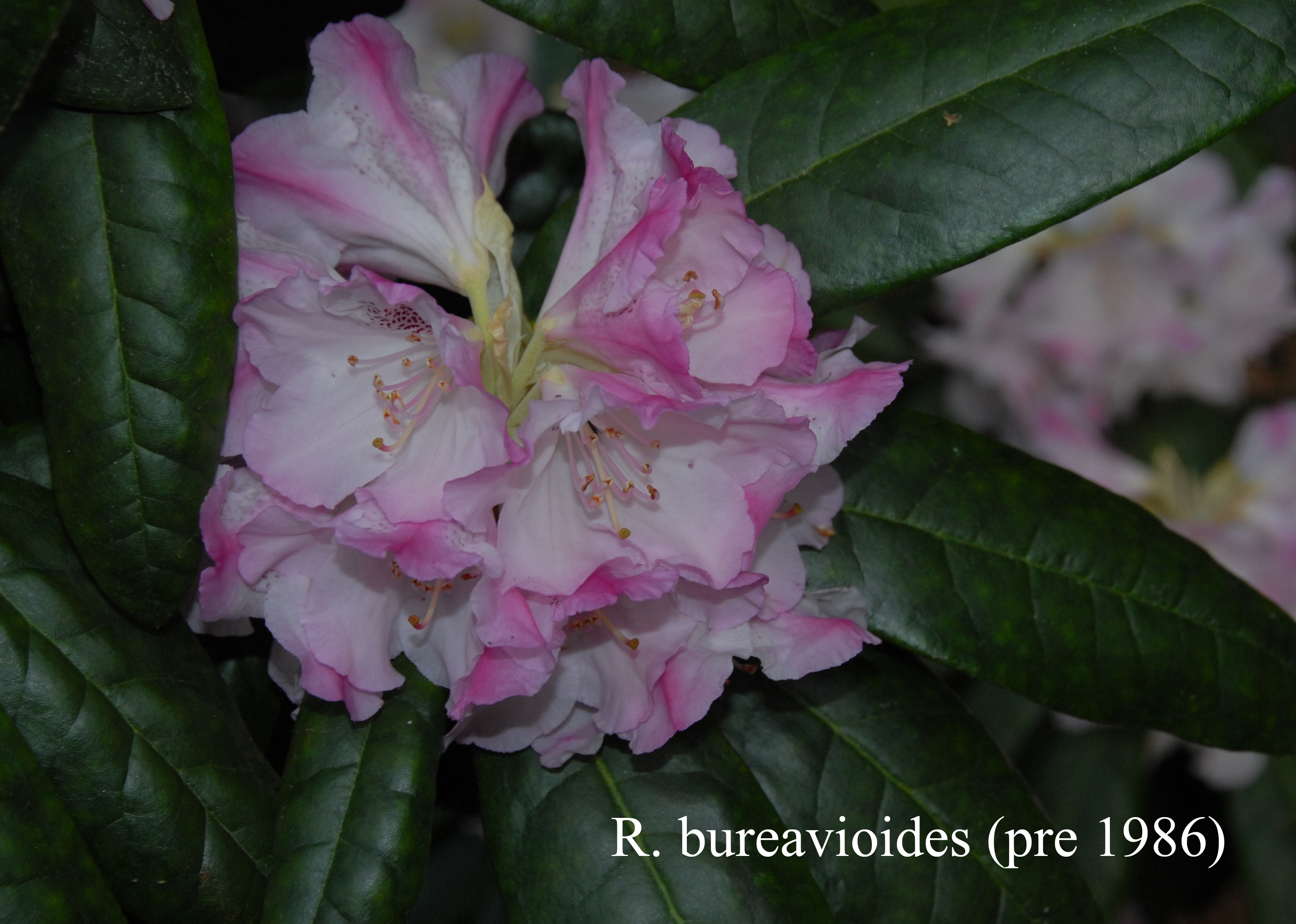 Rhododendron bureavioides photo