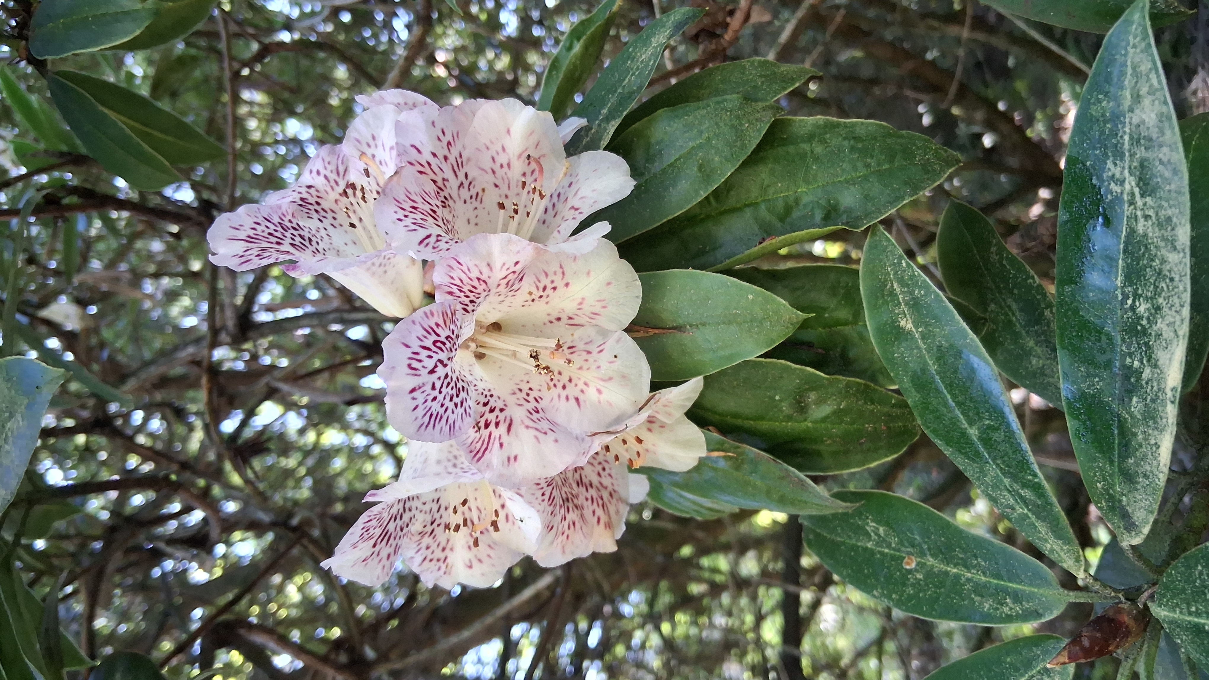 Rhododendron irroratum ssp irroratum photo