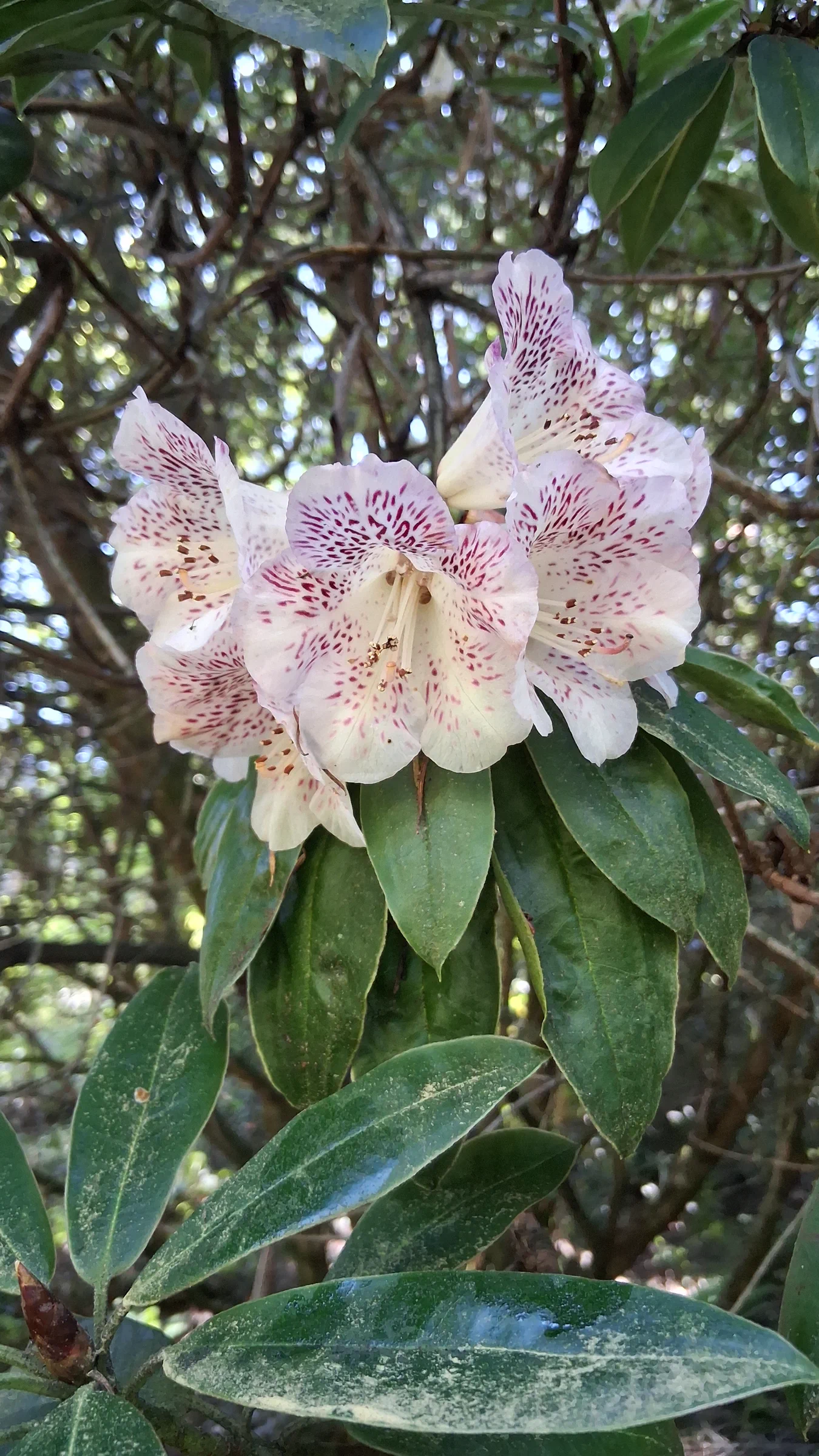 R. irroratum ssp irroratum photo of R. irroratum ssp irroratum. R. irroratum ssp irroratum truss, flower, and leaves. Location: Rhododendron Species Botanical Garden. Photo by: Thatrhodylady