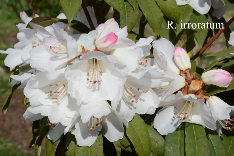 Photo of R. irroratum ssp irroratum, Species