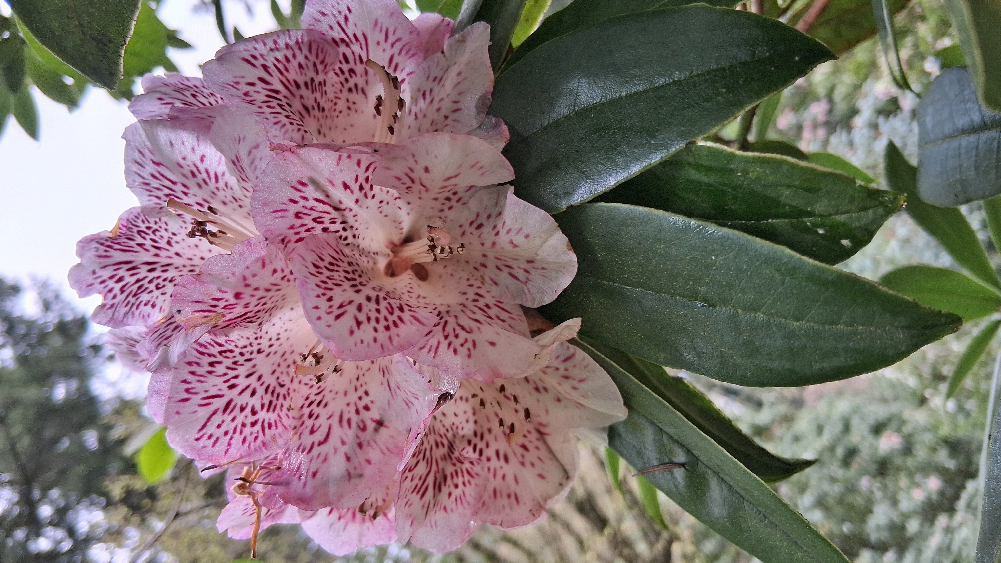 Rhododendron irroratum ssp irroratum photo