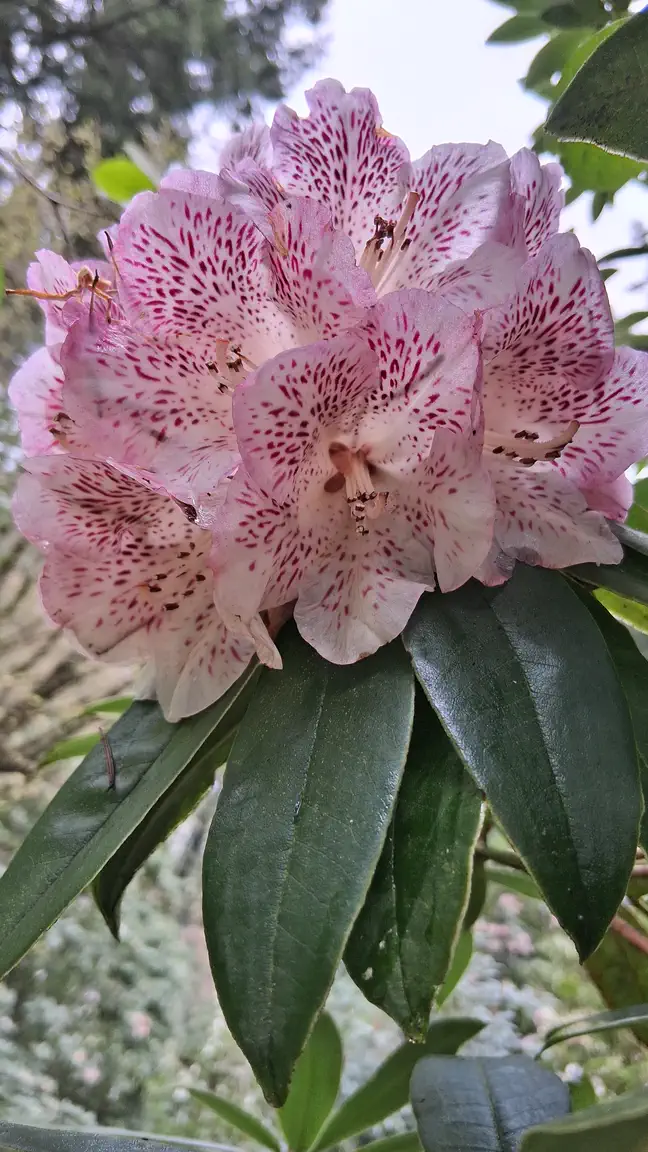 Photo of R. irroratum ssp irroratum, Species