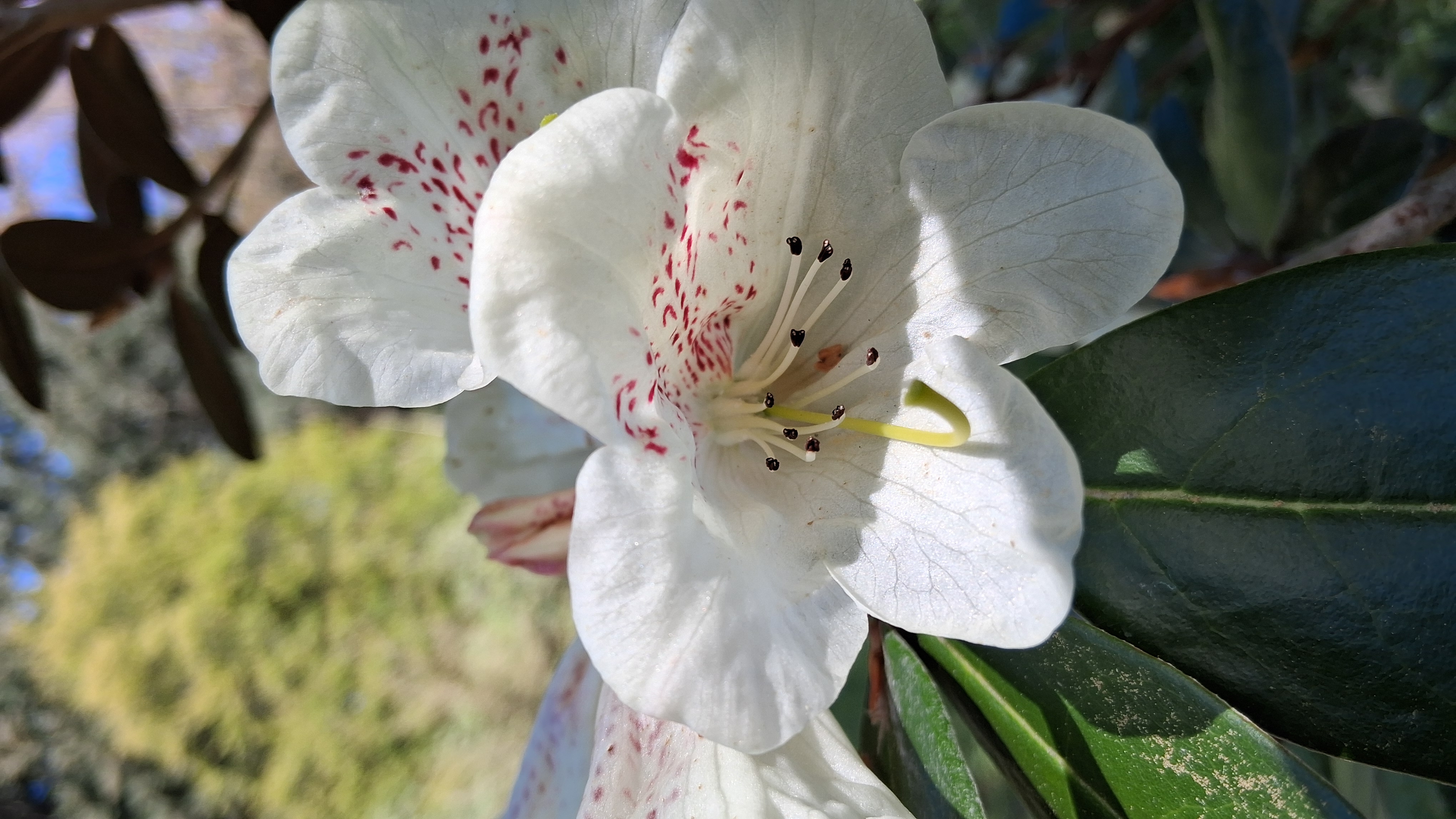 Rhododendron lanatum photo
