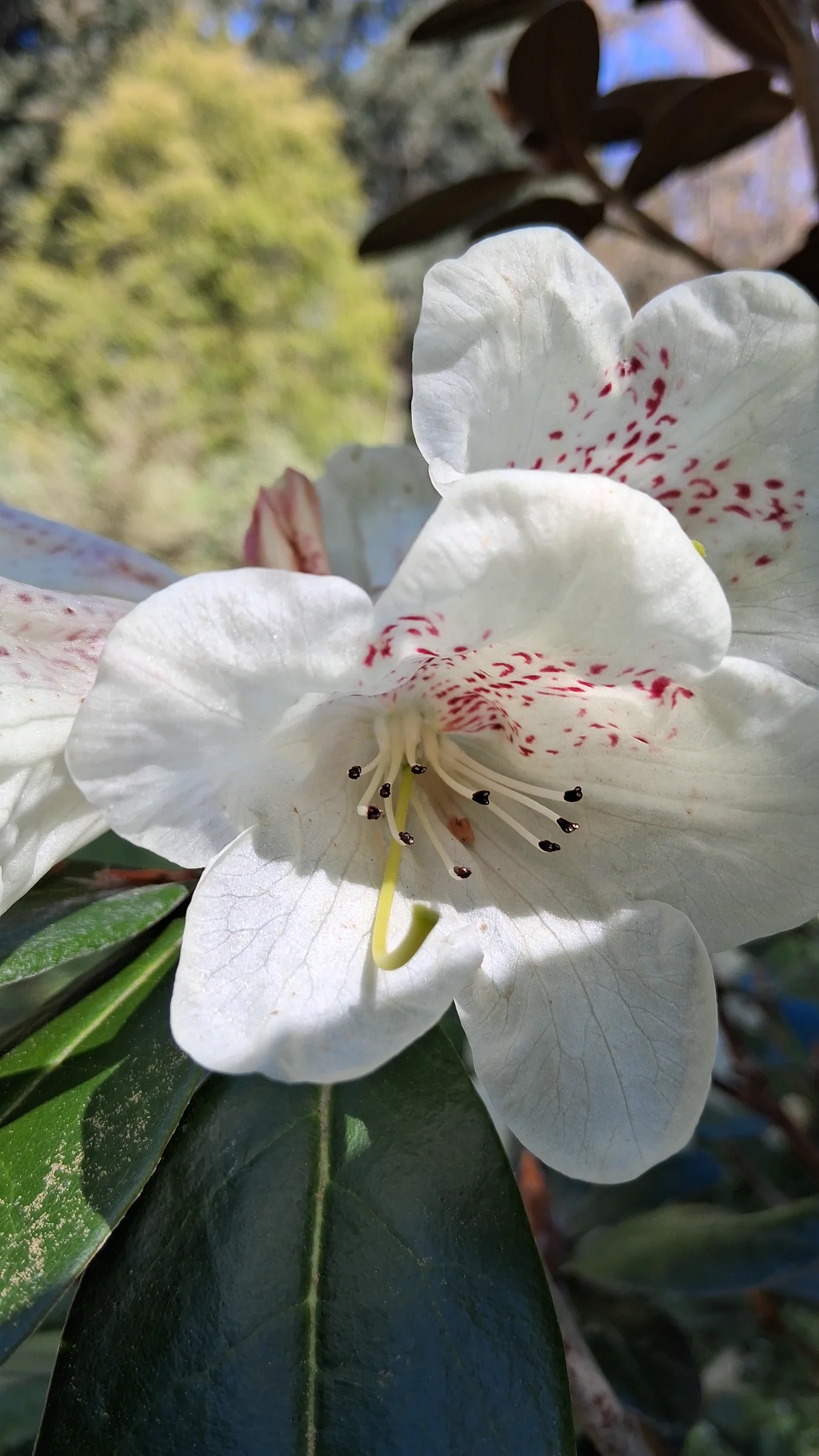R. lanatum photo of R. lanatum. R. lanatum flower closeup on the blotch.. Location: Rhododendron Species Botanical Garden. Photo by: Thatrhodylady