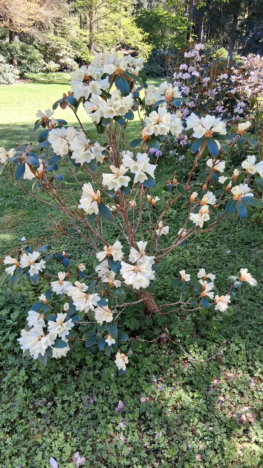 R. lanatum photo of R. lanatum. R. lanatum in foreground entire shrub.. Location: Rhododendron Species Botanical Garden. Photo by: Thatrhodylady