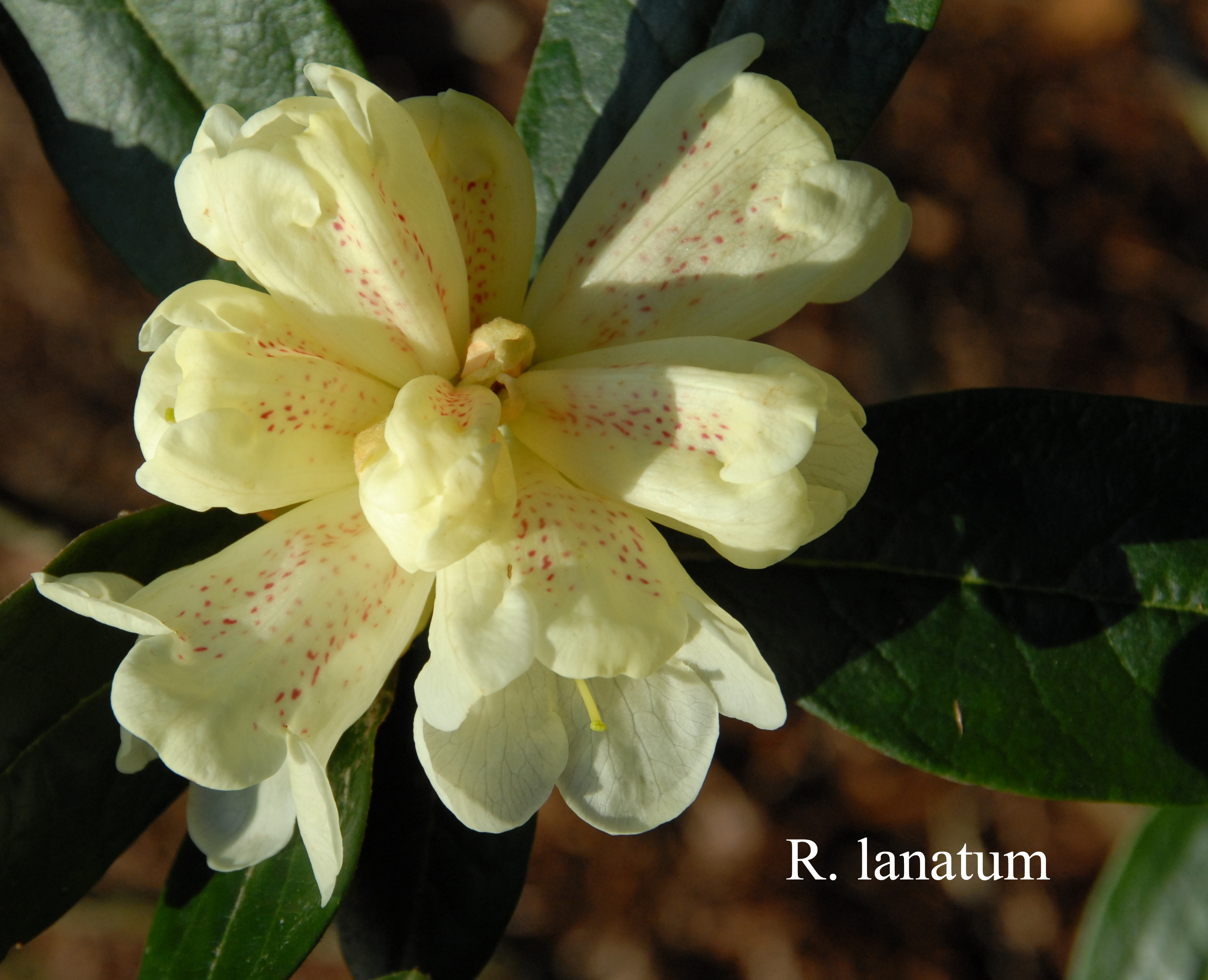 Rhododendron lanatum photo