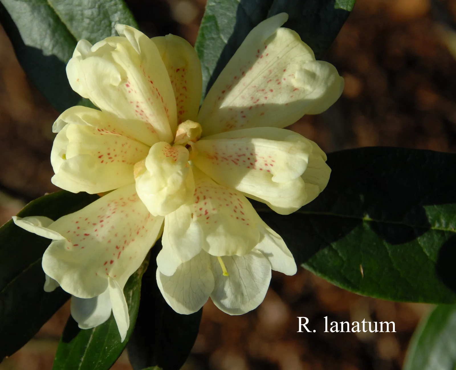 R. lanatum photo of R. lanatum. Location: Fearing's Farm Nursery, Abbotsford, BC, Canada. Photo by: Harold Fearing