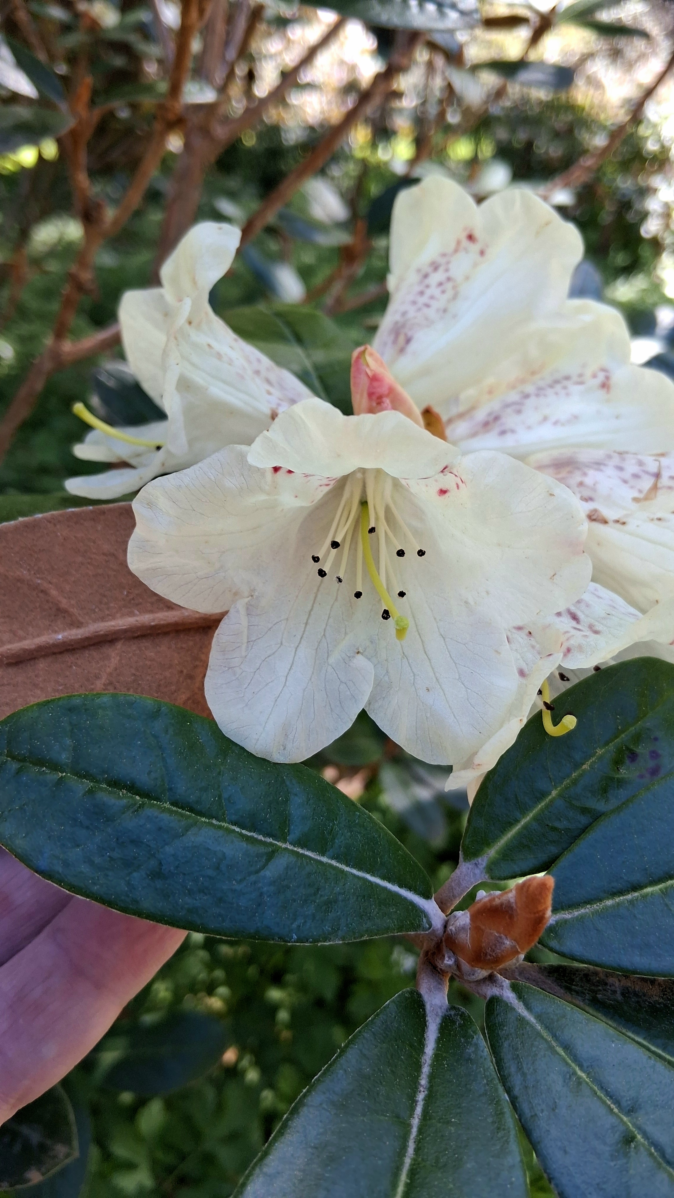 Rhododendron lanatum photo