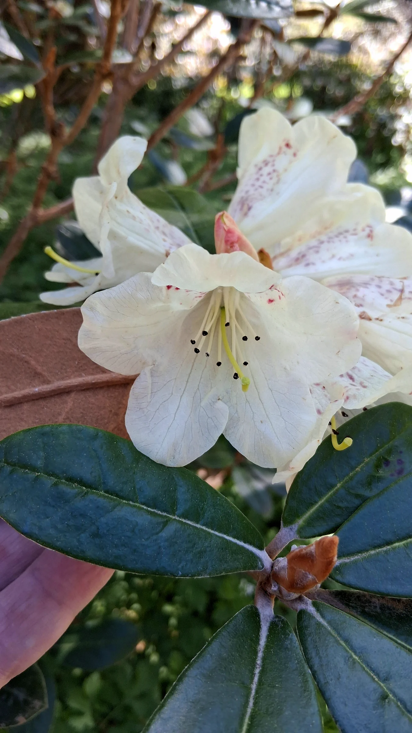 R. lanatum photo of R. lanatum. R. lanatum flower, indumentum, leaf, and leaf bud.. Location: Rhododendron Species Botanical Garden. Photo by: Thatrhodylady