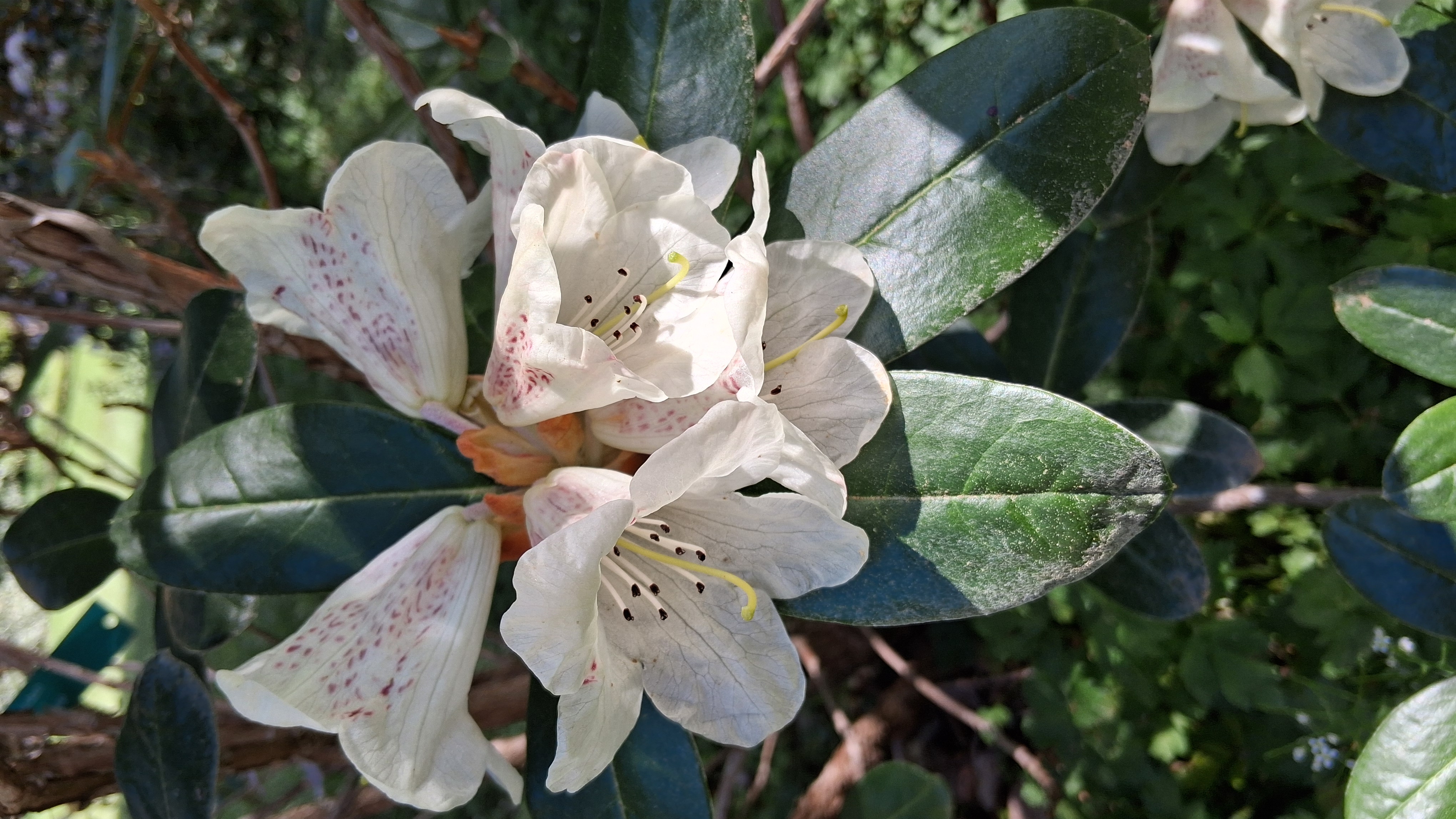 Rhododendron lanatum photo