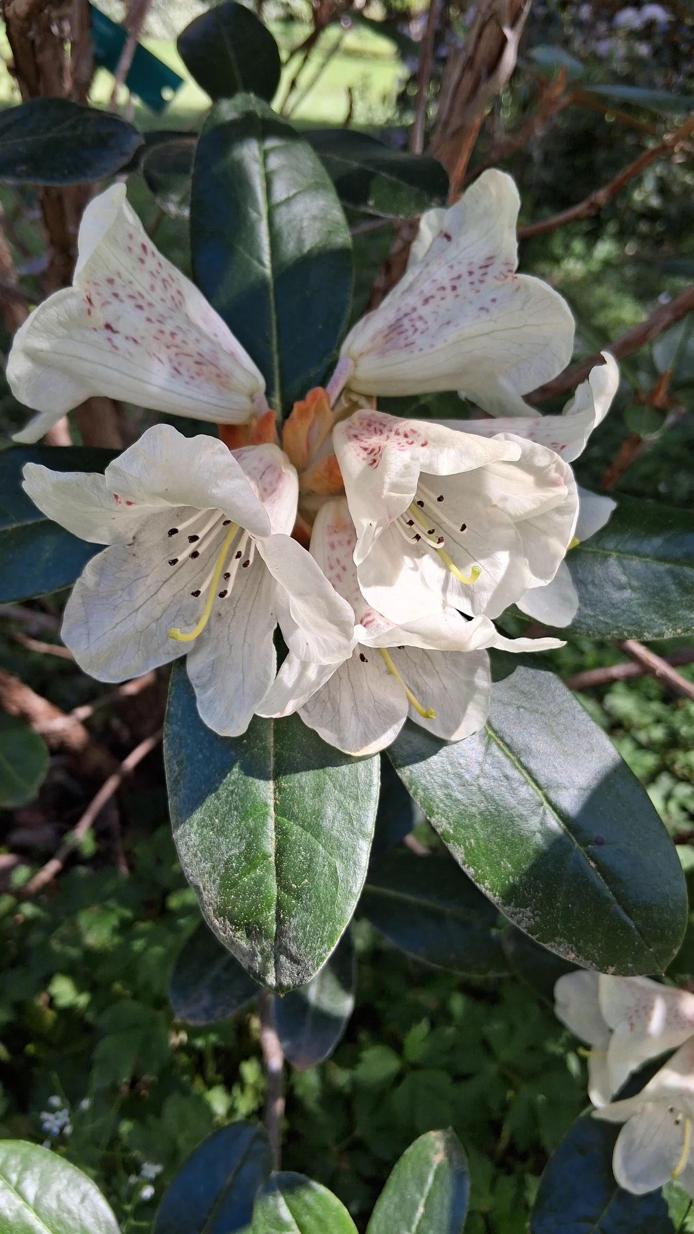 R. lanatum photo of R. lanatum. R. lanatum flower truss.. Location: Rhododendron Species Botanical Garden. Photo by: Thatrhodylady