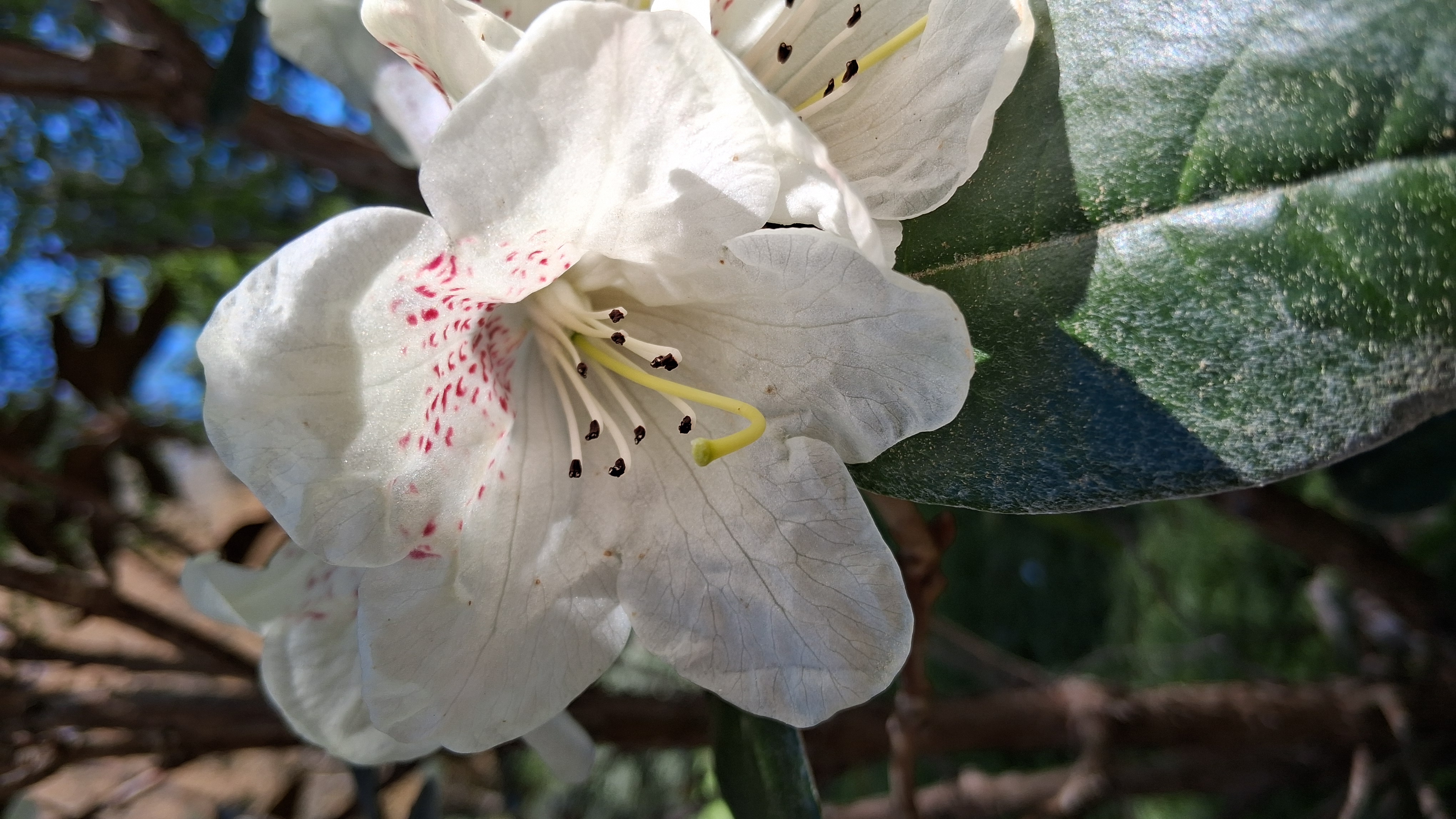 Rhododendron lanatum photo