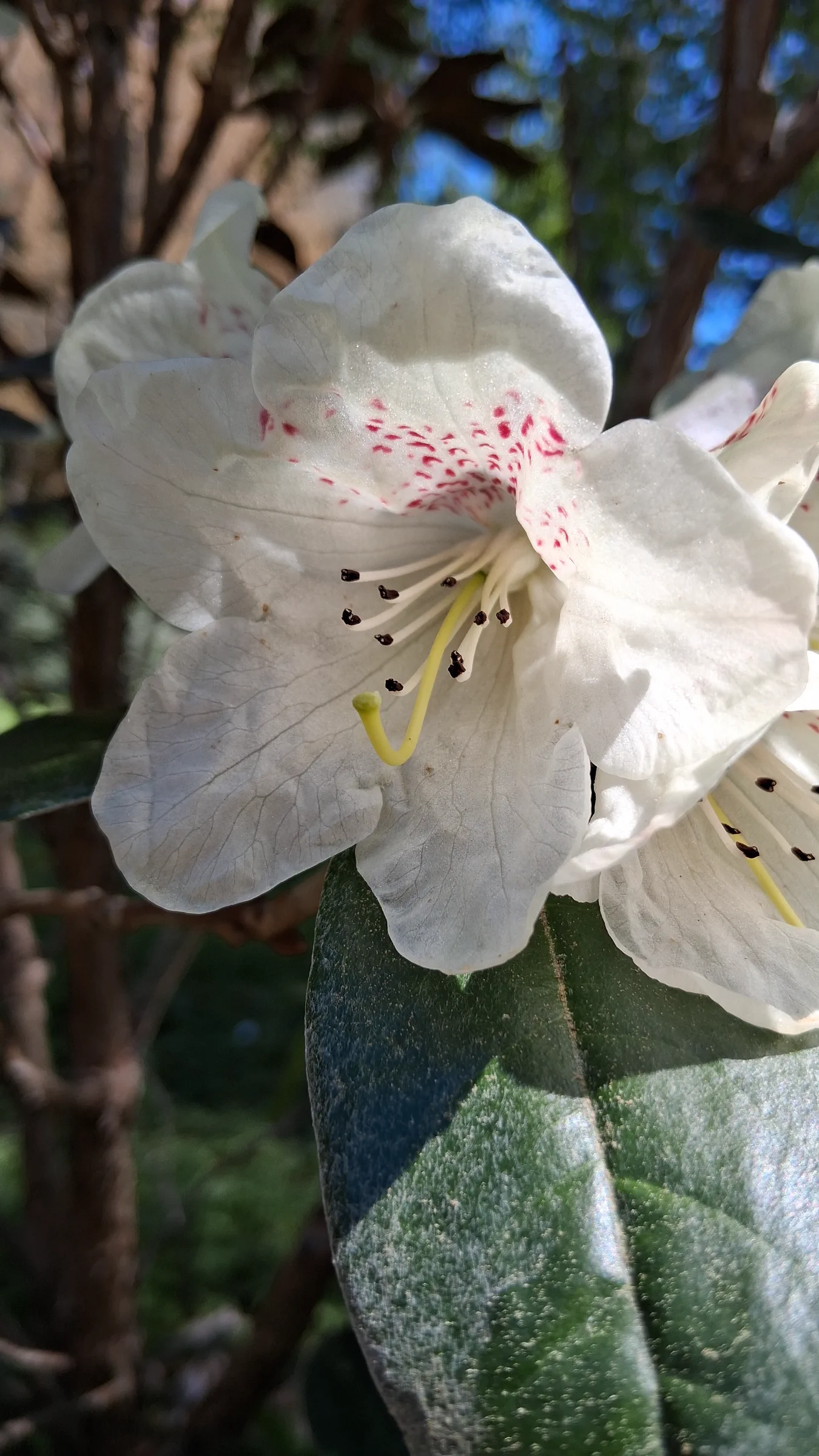 R. lanatum photo of R. lanatum. R. lanatum flower closeup with stamen, stigma, and blotch.. Location: Rhododendron Species Botanical Garden. Photo by: Thatrhodylady