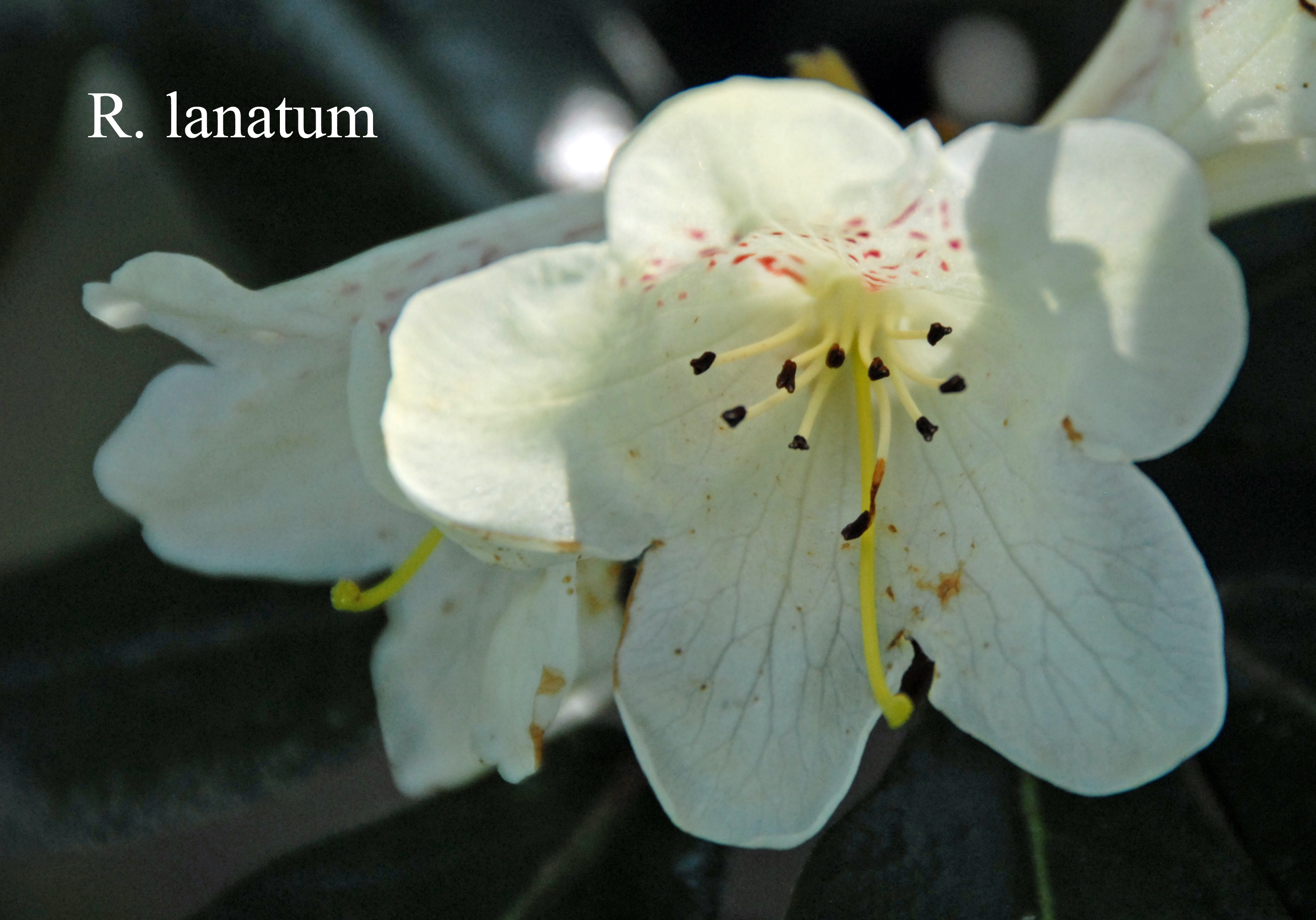 Rhododendron lanatum photo