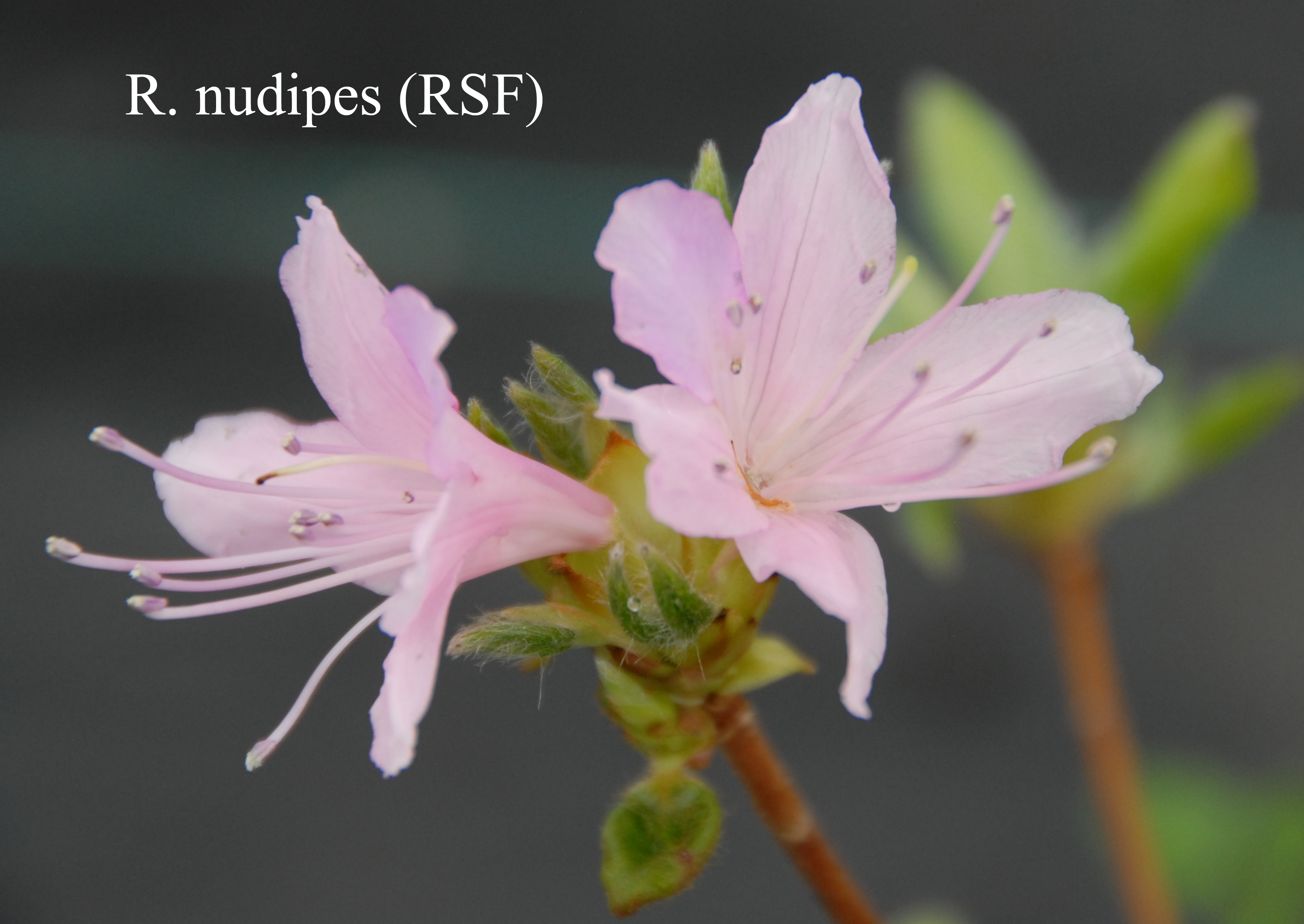 Rhododendron nudipes ssp nudipes photo