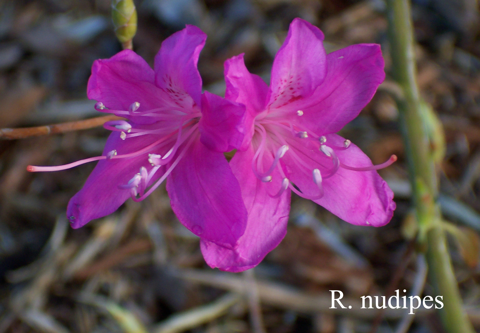 Rhododendron nudipes ssp nudipes photo