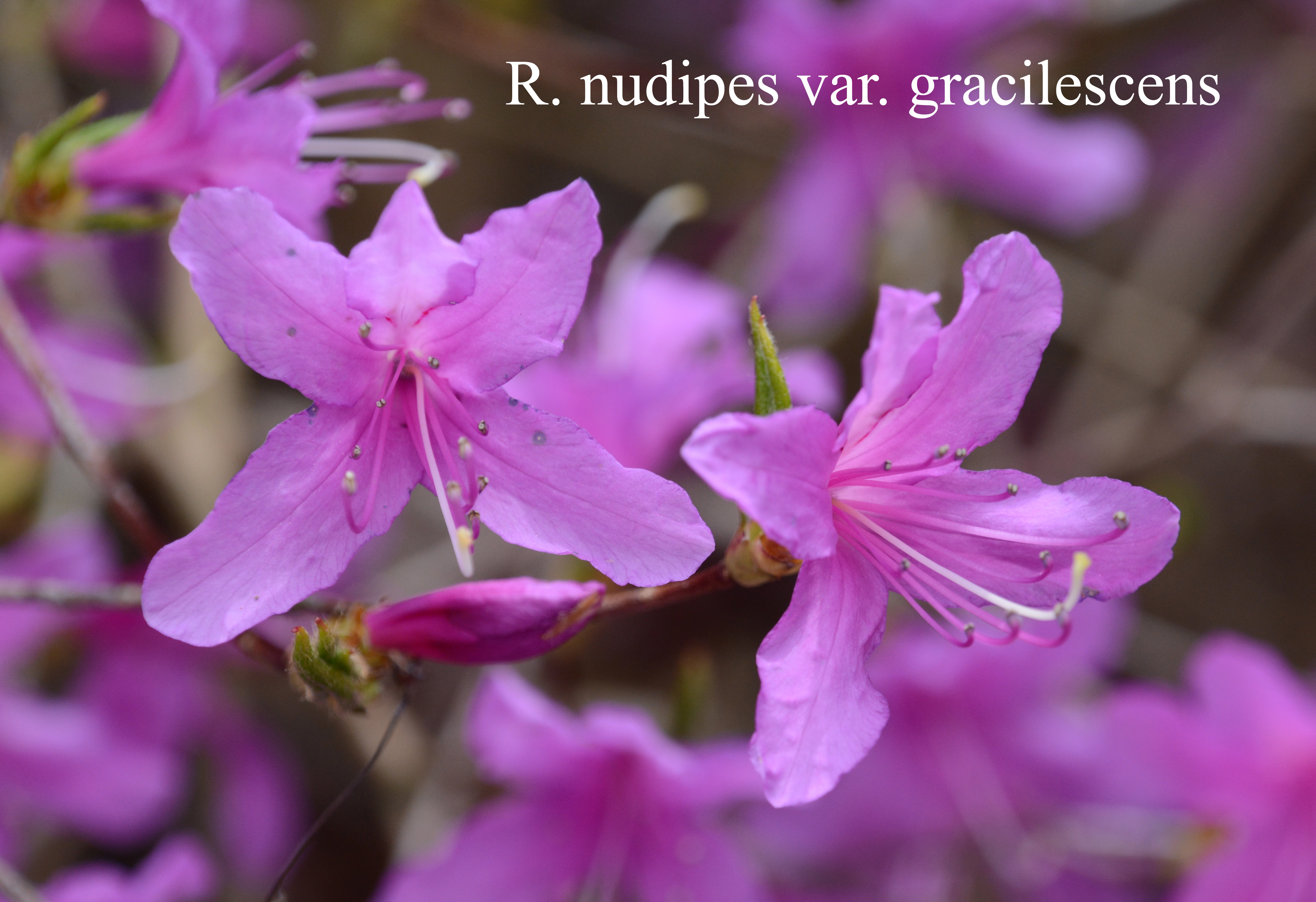 Rhododendron nudipes ssp nudipes photo