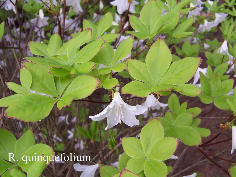 Photo of R. quinquefolium, Species