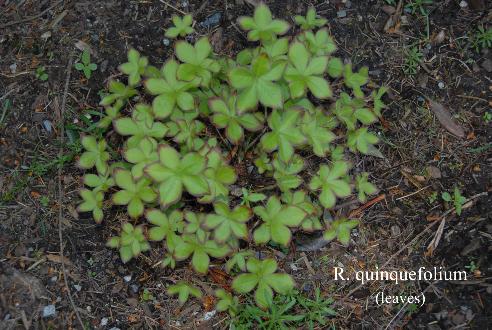 R. quinquefolium photo of R. quinquefolium. Leaves. Location: Fearing's Farm Nursery, Abbotsford, BC, Canada. Photo by: Harold Fearing