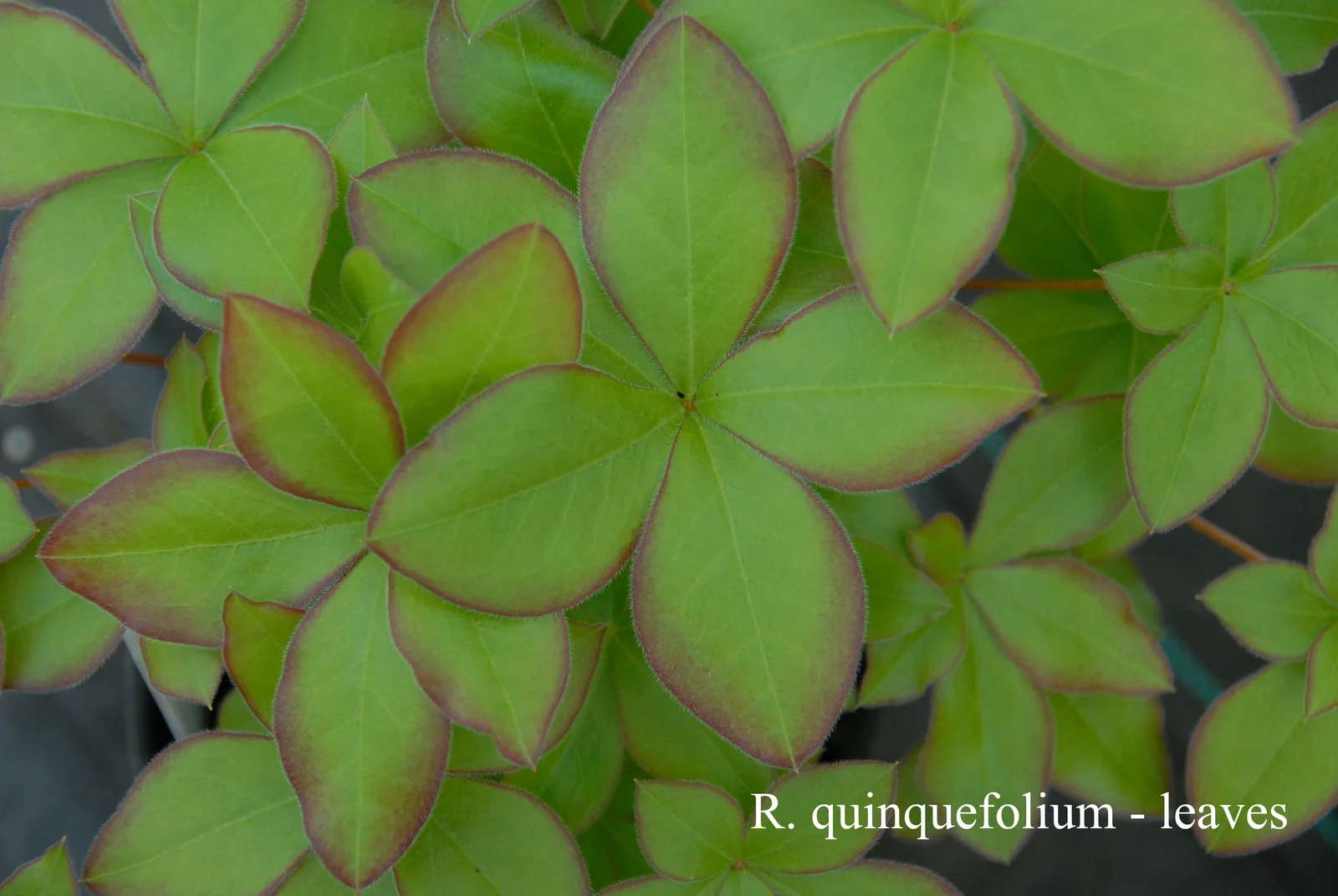 R. quinquefolium photo of R. quinquefolium. Leaves. Location: Fearing's Farm Nursery, Abbotsford, BC, Canada. Photo by: Harold Fearing