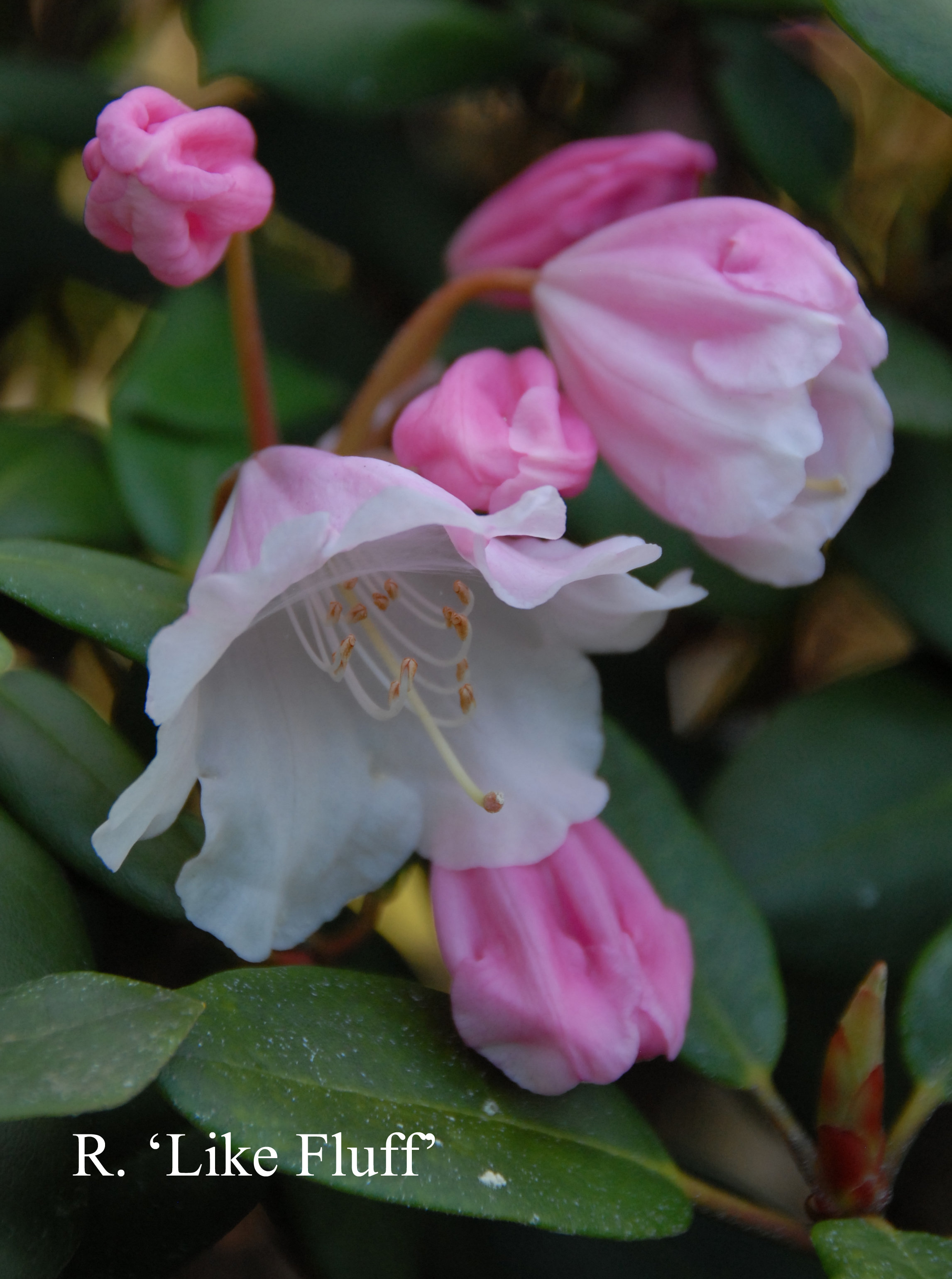 Rhododendron Like Fluff photo