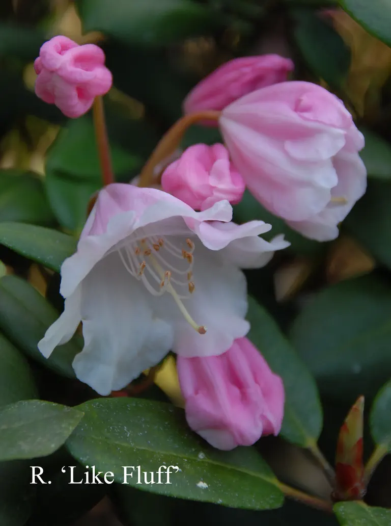 Photo of R. 'Like Fluff', Rhododendron Hybrid