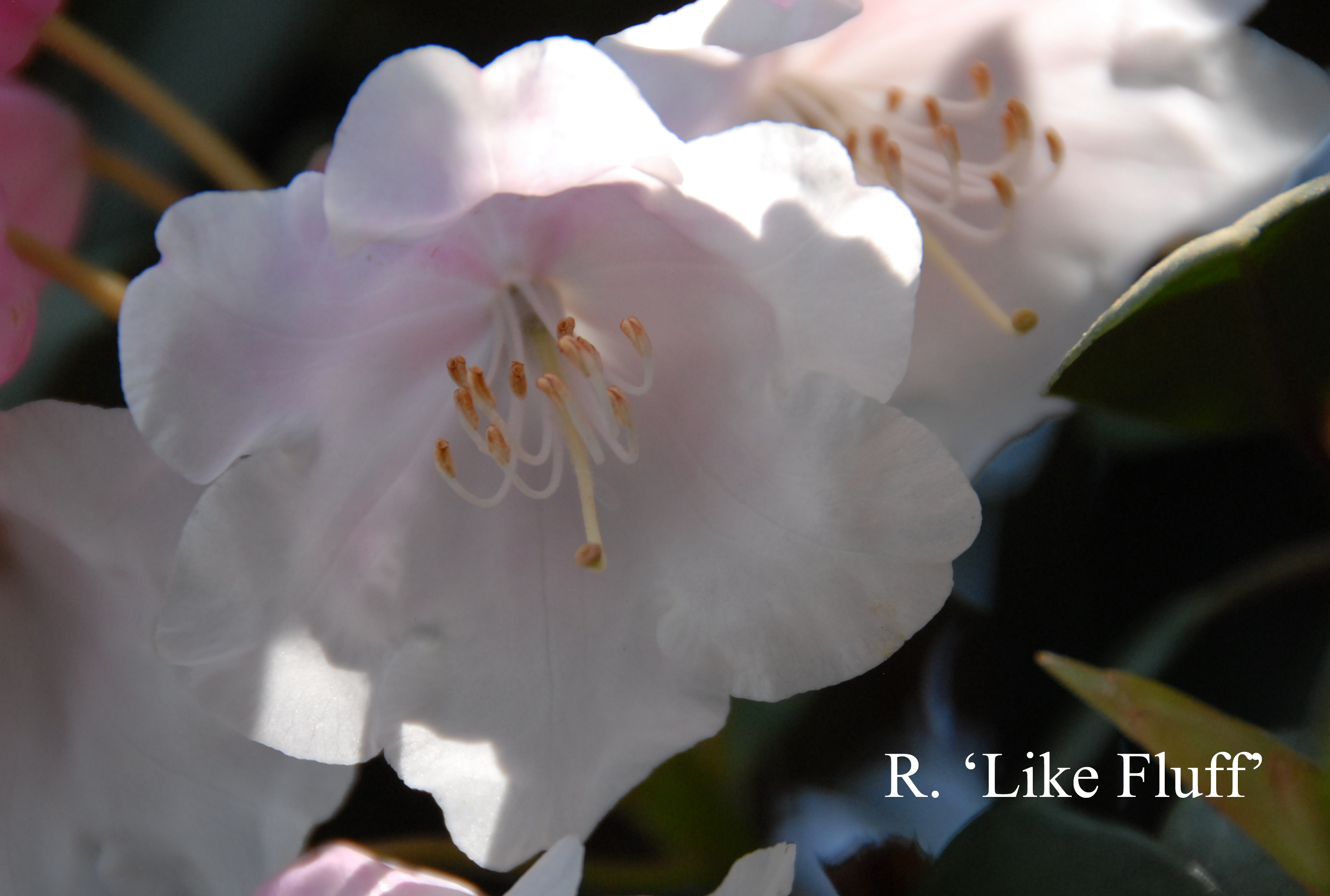 Rhododendron Like Fluff photo