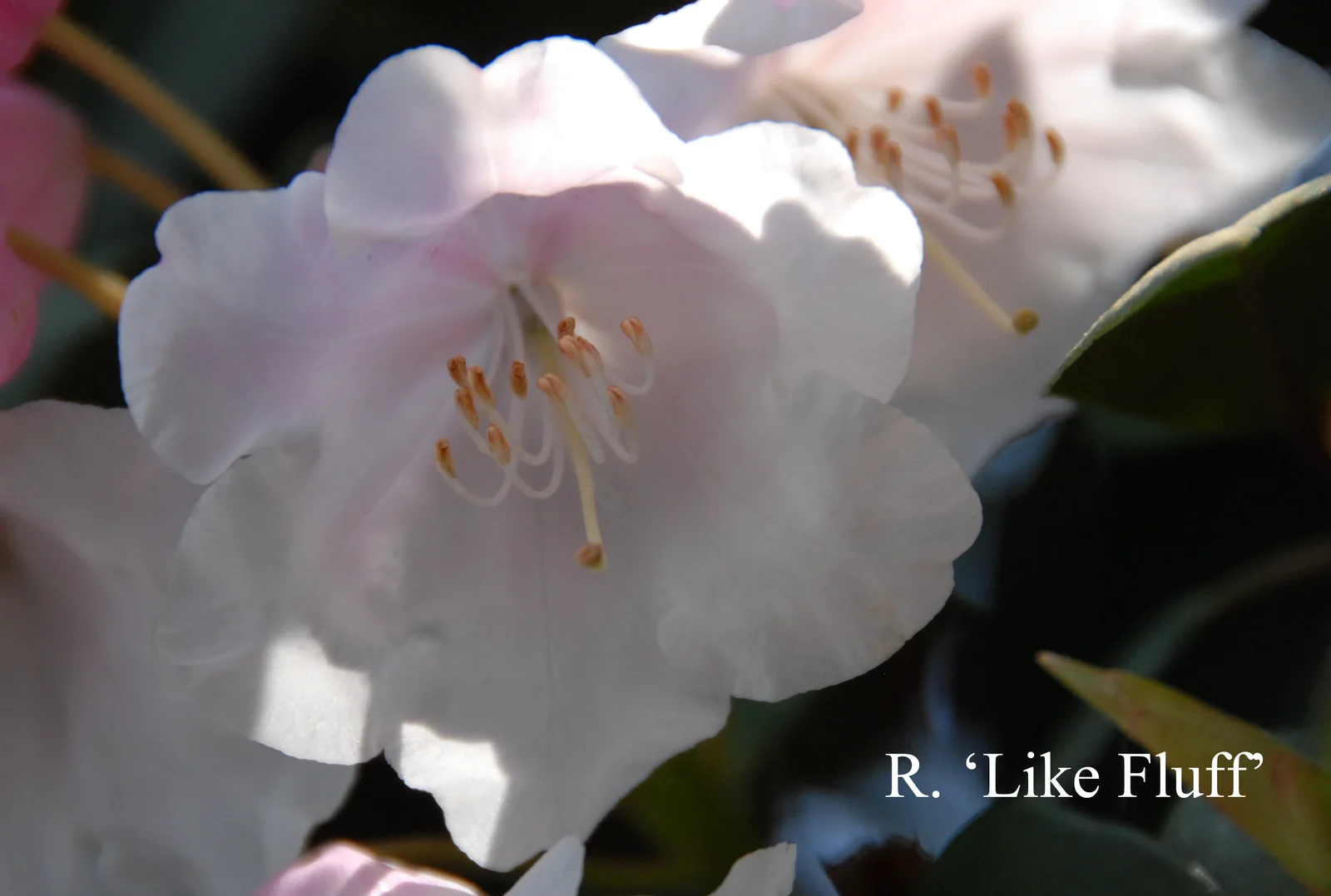 R. 'Like Fluff' photo of R. 'Like Fluff'. Location: Fearing's Farm Nursery, Abbotsford, BC, Canada. Photo by: Harold Fearing