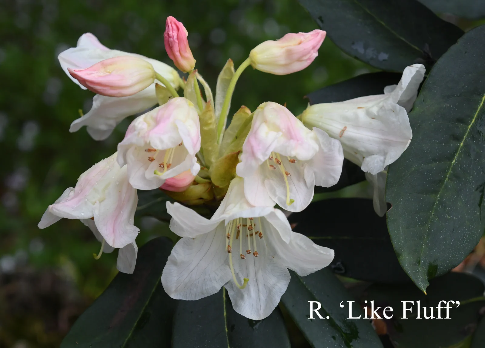 R. 'Like Fluff' photo of R. 'Like Fluff'. Location: Fearing's Farm Nursery, Abbotsford, BC, Canada. Photo by: Harold Fearing