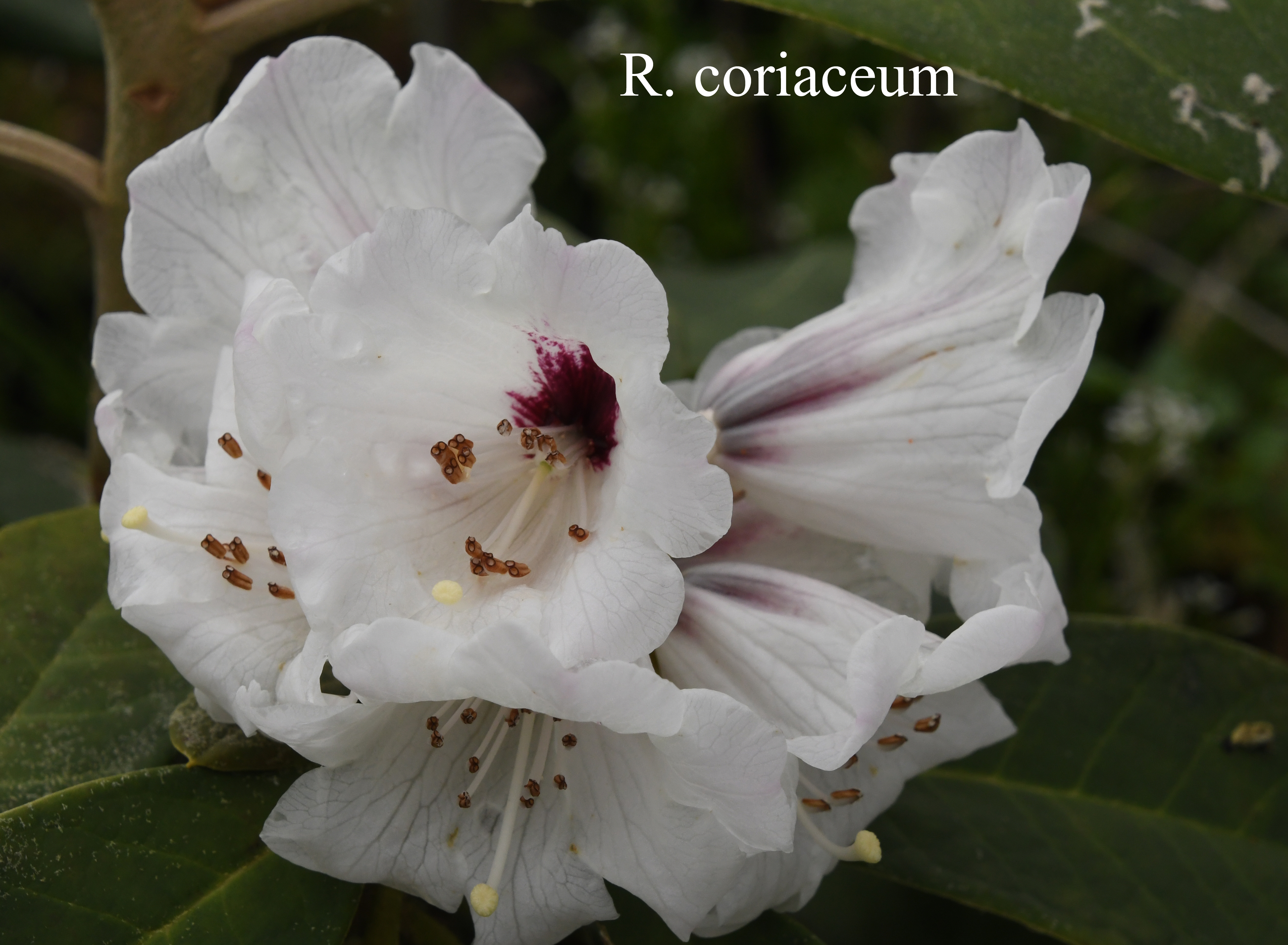 Rhododendron coriaceum photo