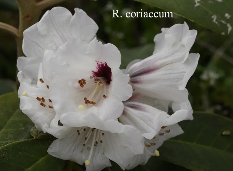 Photo of R. coriaceum, Species
