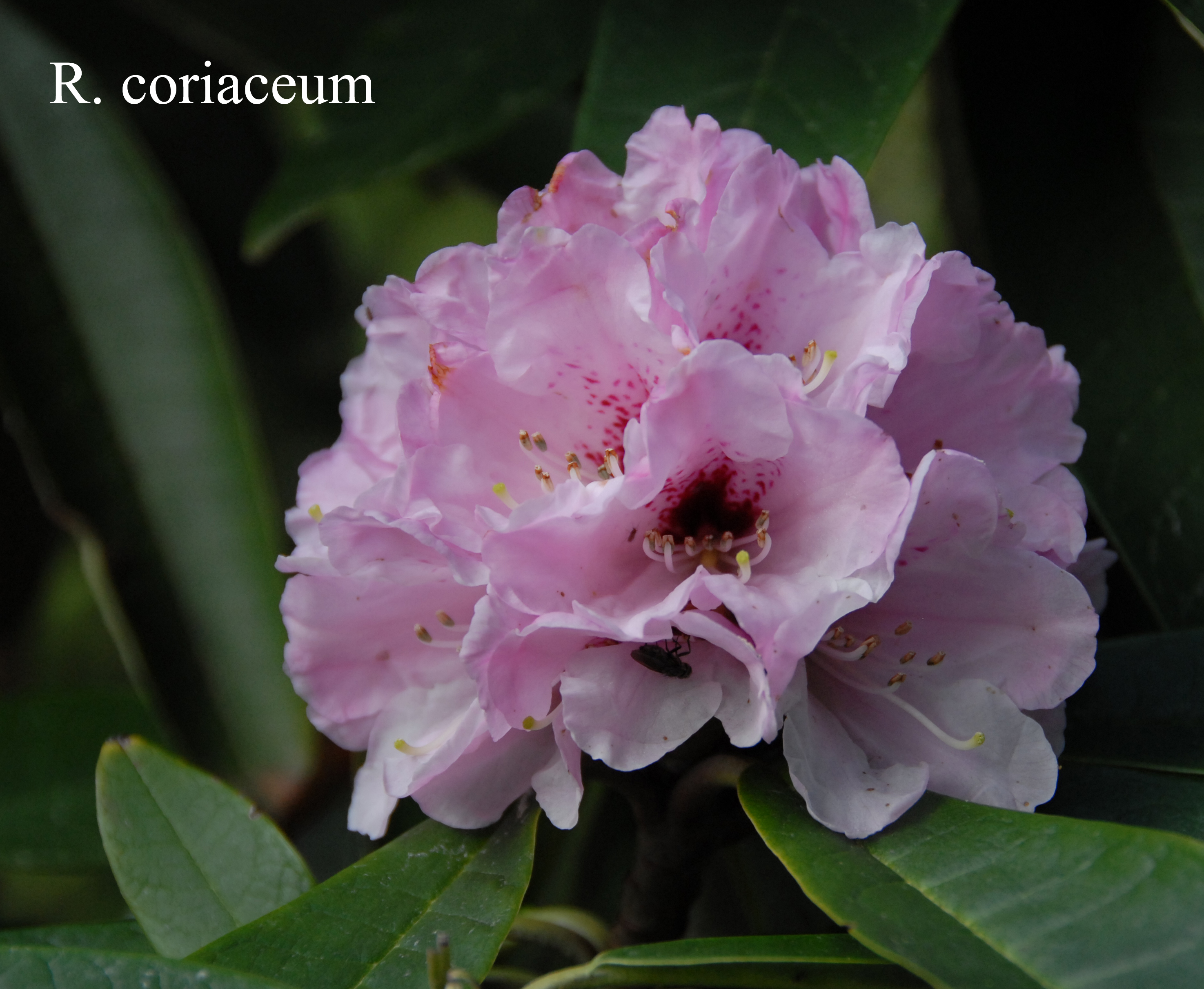 Rhododendron coriaceum photo