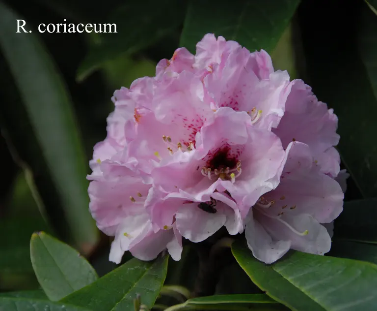Photo of R. coriaceum, Species