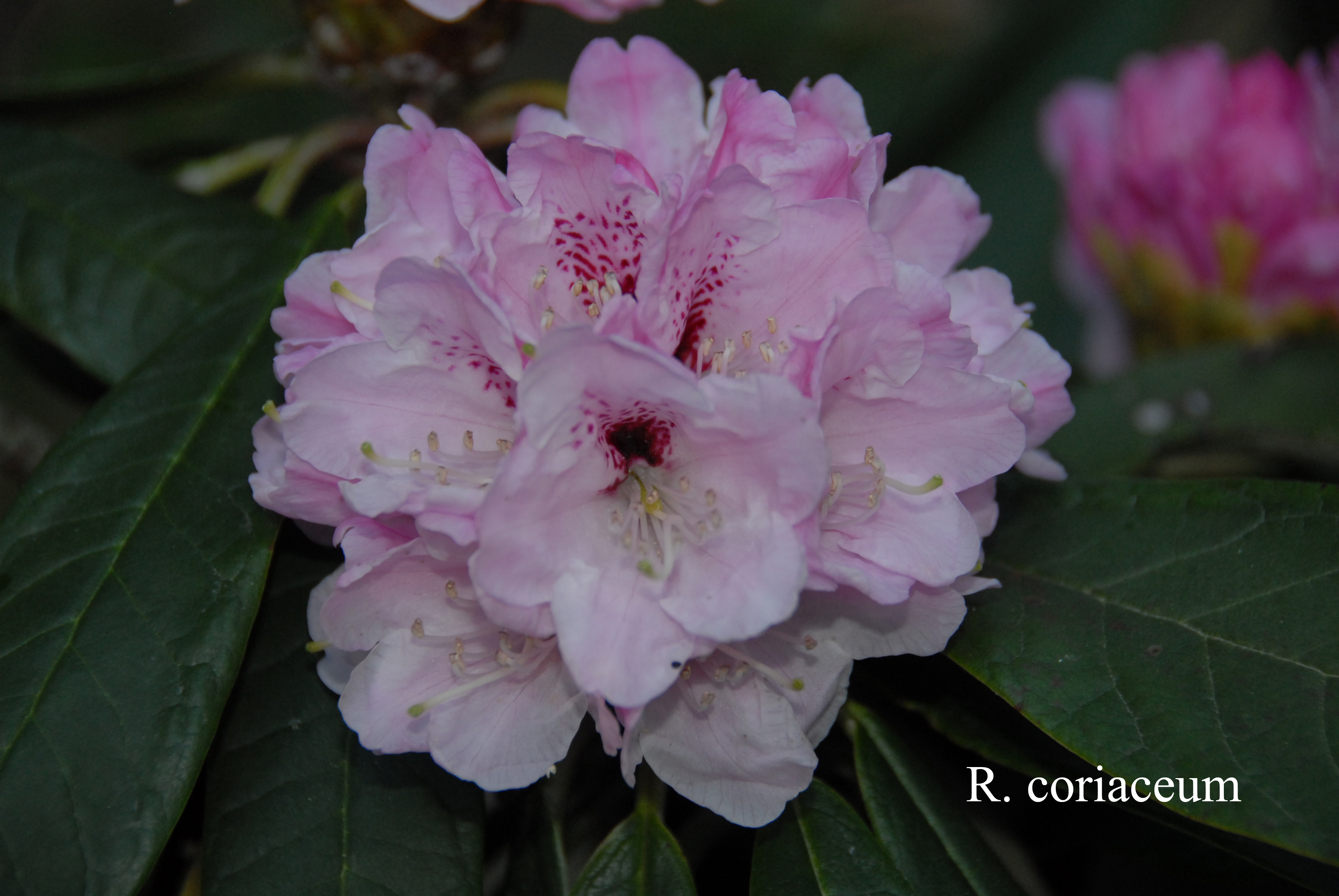 Rhododendron coriaceum photo