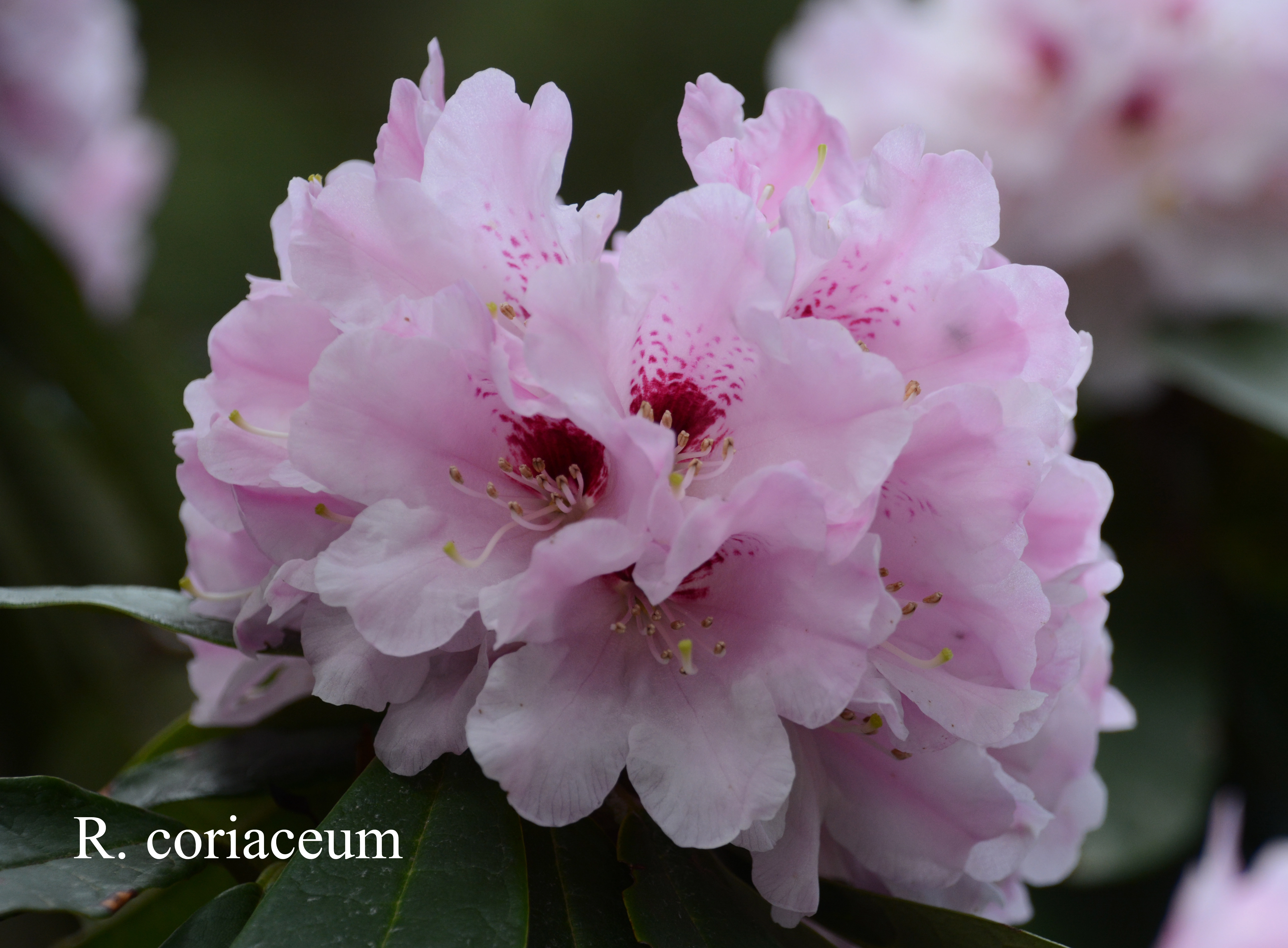 Rhododendron coriaceum photo