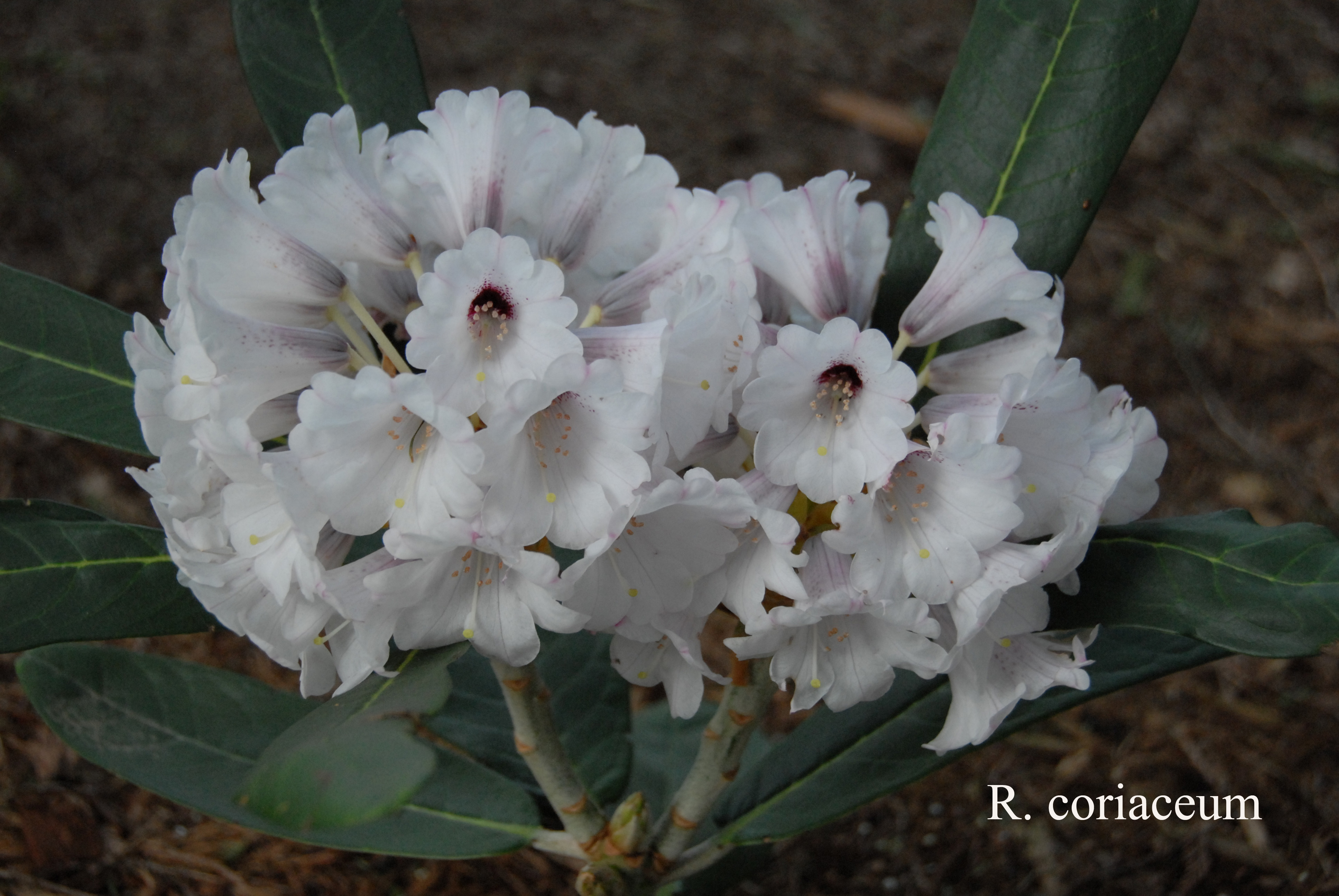 Rhododendron coriaceum photo