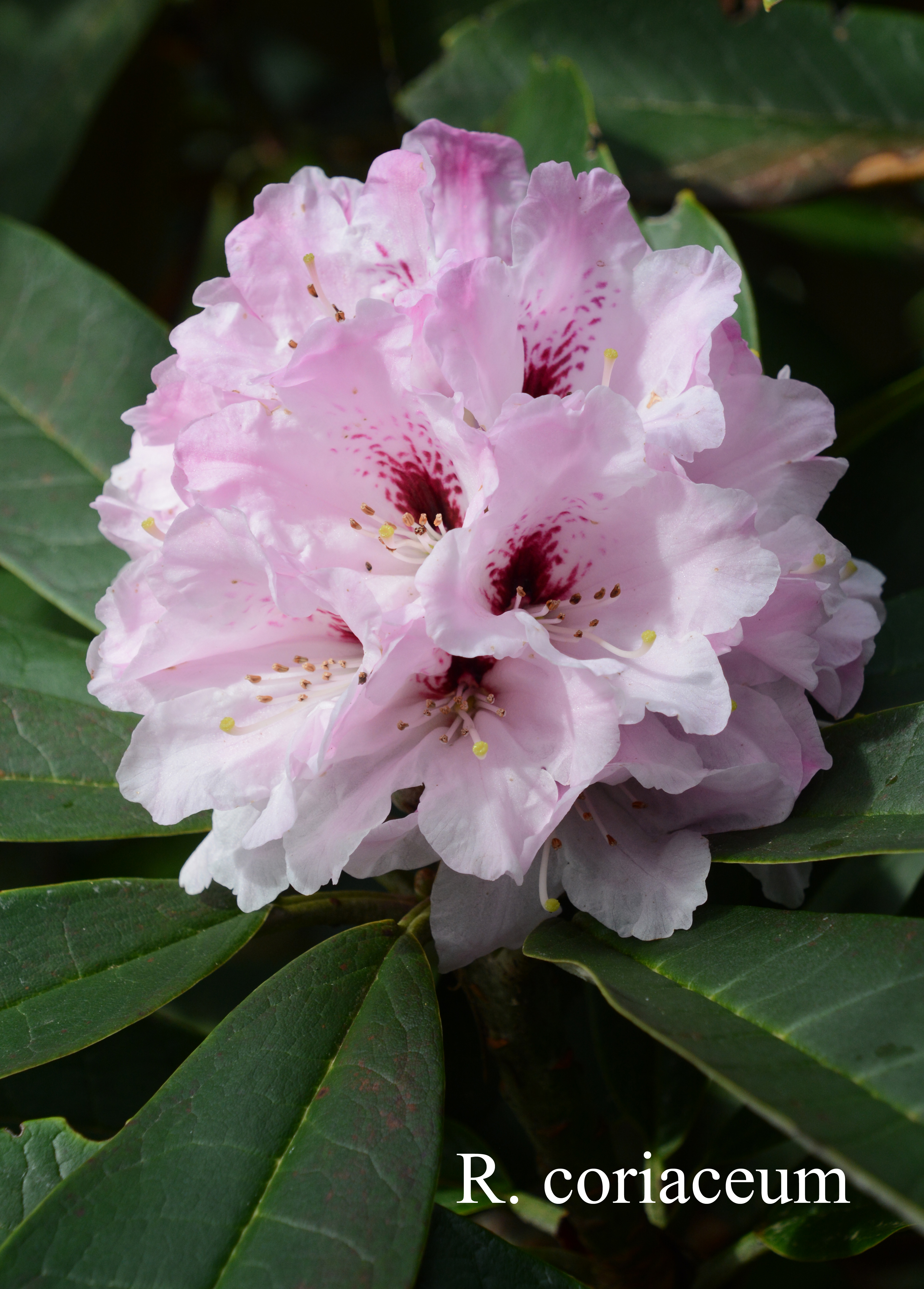 Rhododendron coriaceum photo