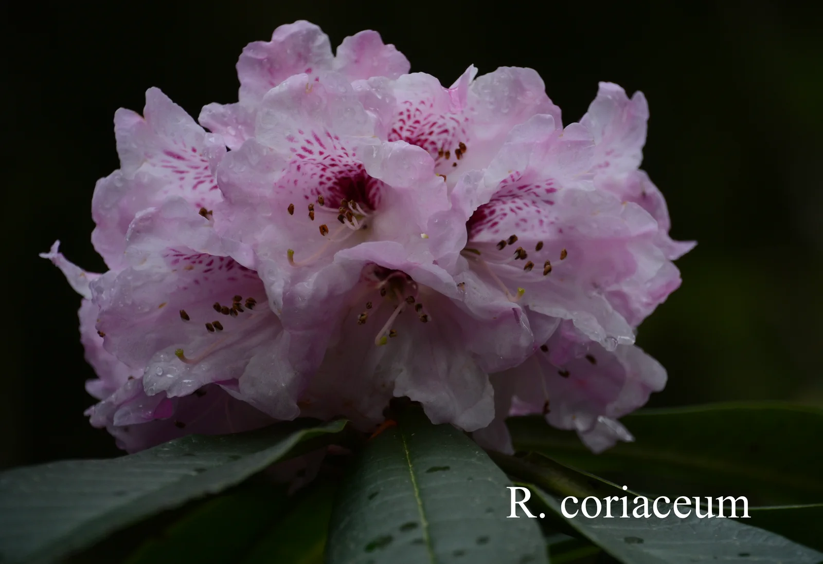 R. coriaceum photo of R. coriaceum. Location: Fearing's Farm Nursery, Abbotsford, BC, Canada. Photo by: Harold Fearing