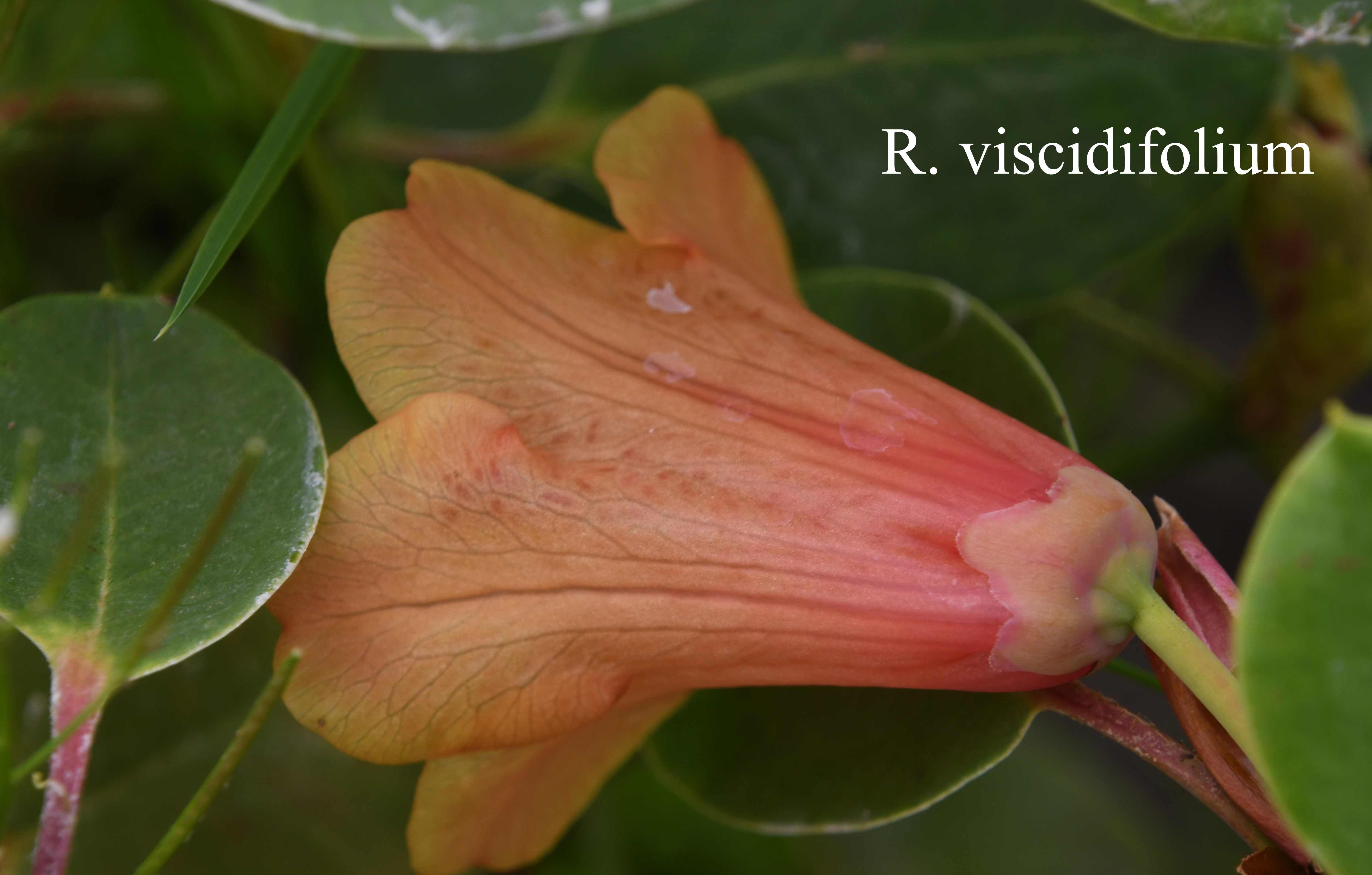 Rhododendron viscidifolium photo