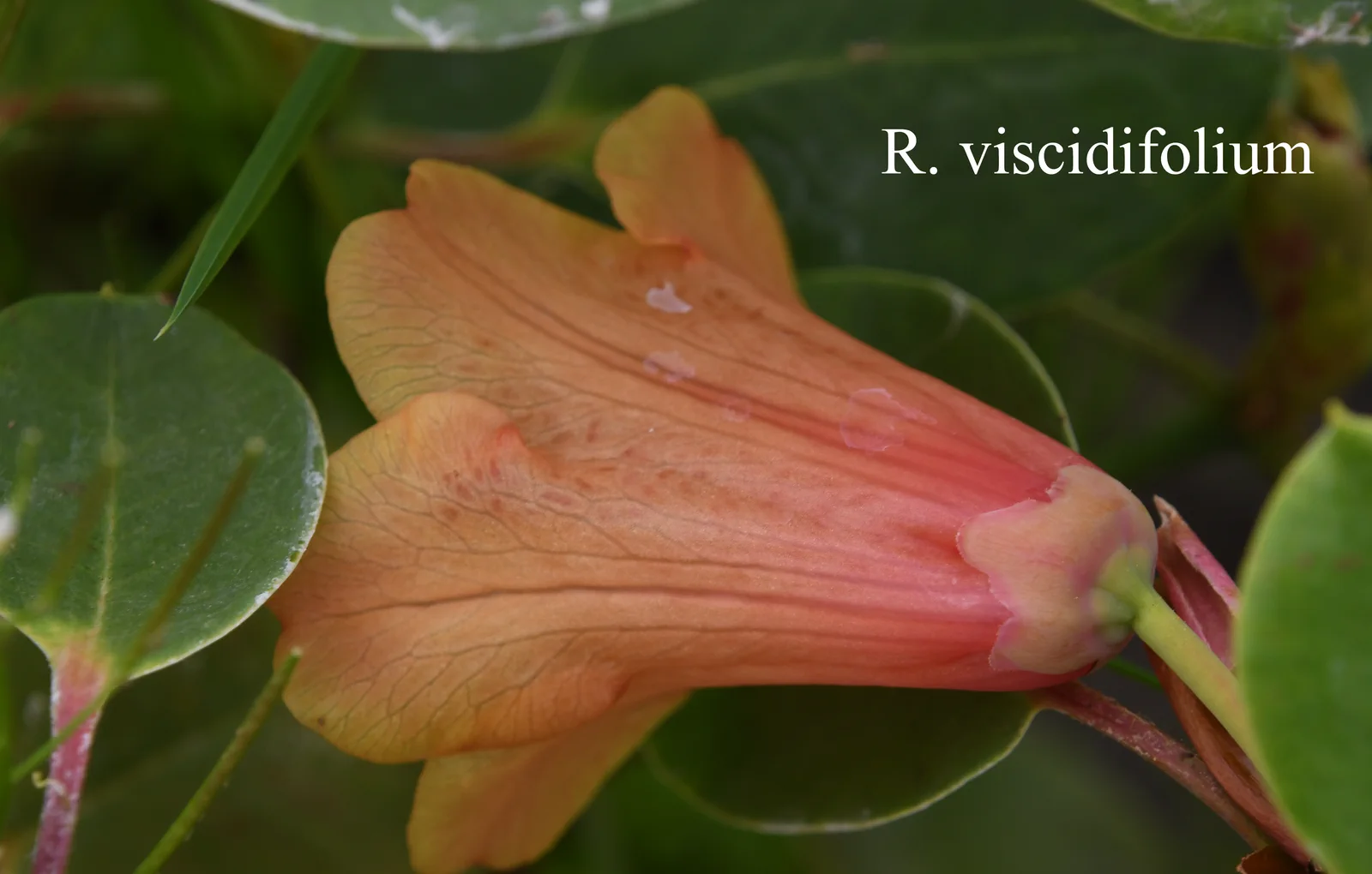 R. viscidifolium photo of R. viscidifolium. Location: Fearing's Farm Nursery, Abbotsford, BC, Canada. Photo by: Harold Fearing