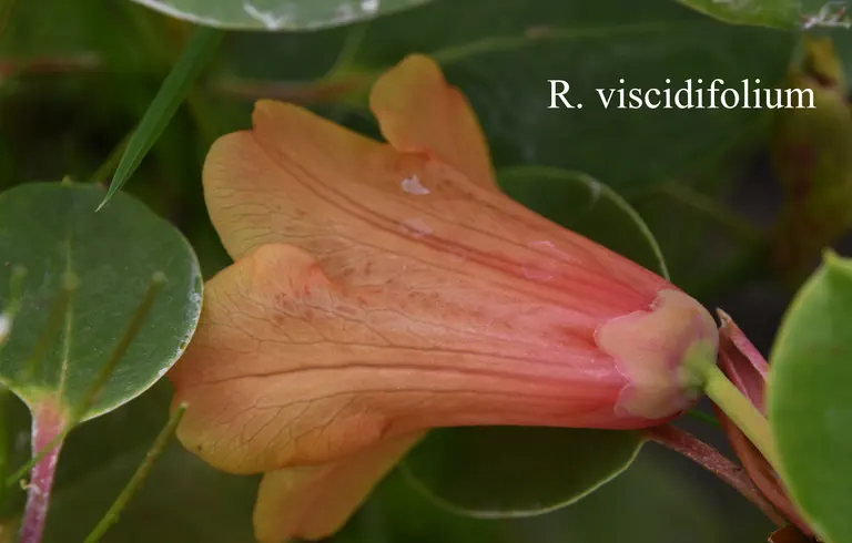 Photo of R. viscidifolium, Species